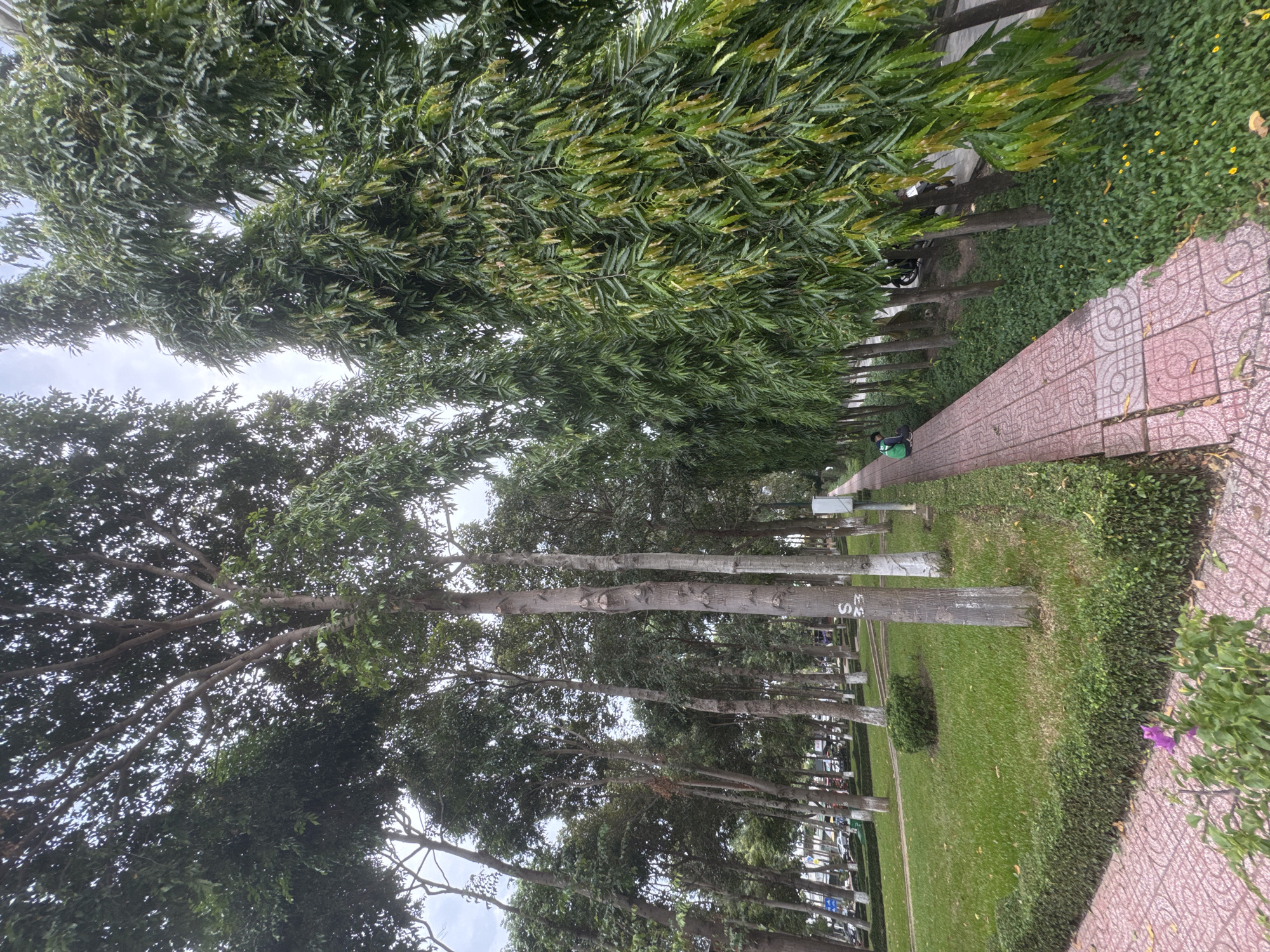 The image depicts a scene on a paved pathway lined with trees in Phu Thuy, Vietnam. The pathway, made of red tiles with a circular pattern, runs from the foreground towards the background, curving slightly to the right. To the left of the pathway, there is a well-maintained lawn bordered by a low, manicured hedge. Further left, a line of tall trees with dark trunks and green foliage stands, some of which have white markings on their lower trunks. In the distance, cars and buildings are visible, suggesting an urban or suburban setting. To the right of the pathway, a dense row of trees with long, drooping leaves forms a green wall. One person, wearing a green jacket, is seated on the edge of the pathway in the middle ground, facing away from the camera. A green trash can is situated next to them. The sky is overcast, with a soft, diffused light. In the foreground, a small purple flower is blooming amidst green foliage.