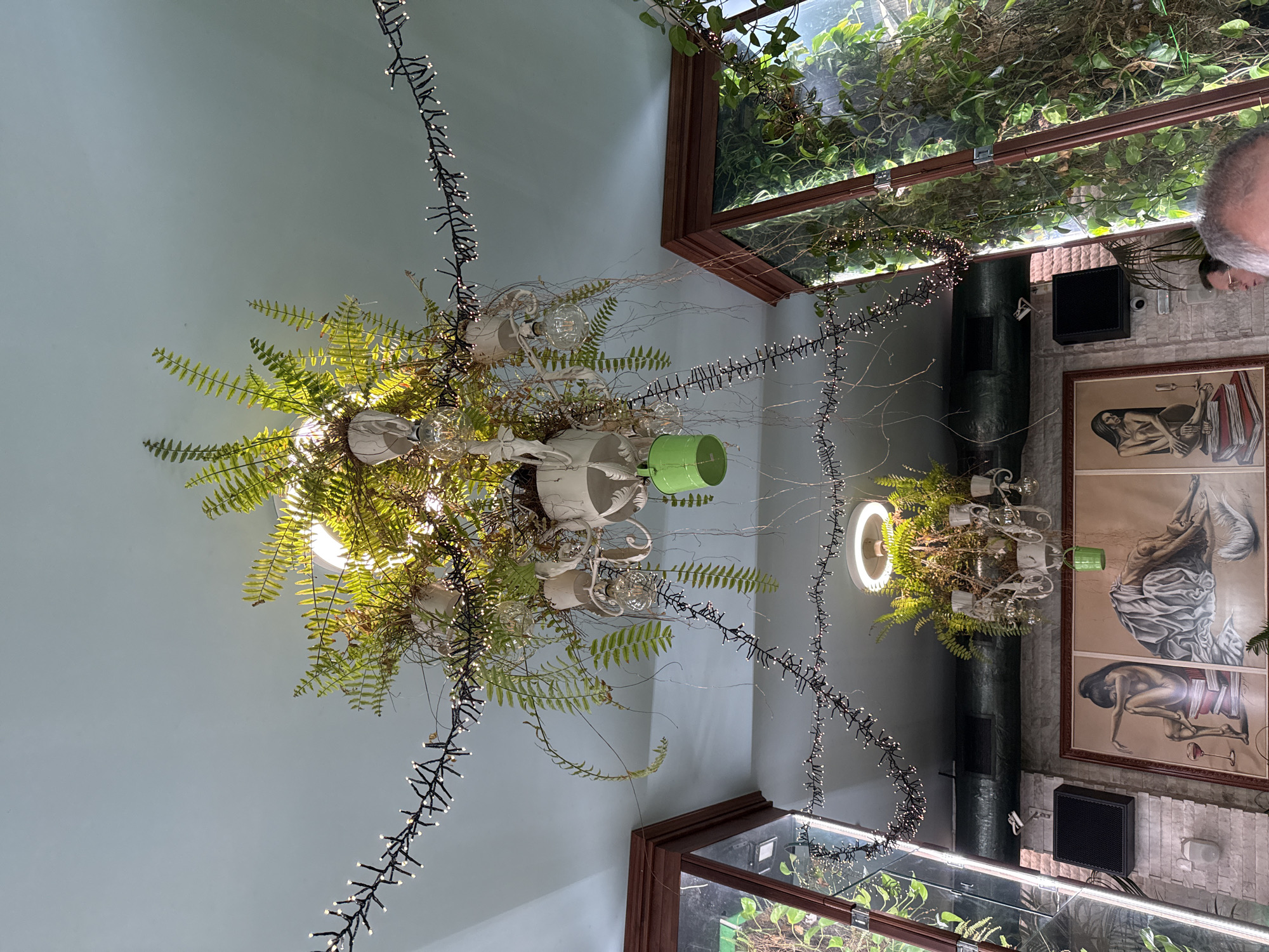 A room's interior, possibly in Sofia, Bulgaria, features a ceiling adorned with two elaborate chandeliers. Each chandelier appears to be crafted from white teacups and small pots, interspersed with leafy ferns and lit by exposed light bulbs. A single green pot is visible in one of the chandeliers. Strings of small lights drape around the chandeliers. Below the chandeliers are what appear to be display cases filled with greenery, with wooden frames. A portion of an individual is visible in the upper right. Two framed artworks hang on a gray-toned wall, positioned next to a dark column-like structure with small vents. A black rectangular box, possibly a speaker, is mounted on the wall beneath one of the artworks. The overall impression is of an eclectic, possibly hipster-influenced, interior design scheme.