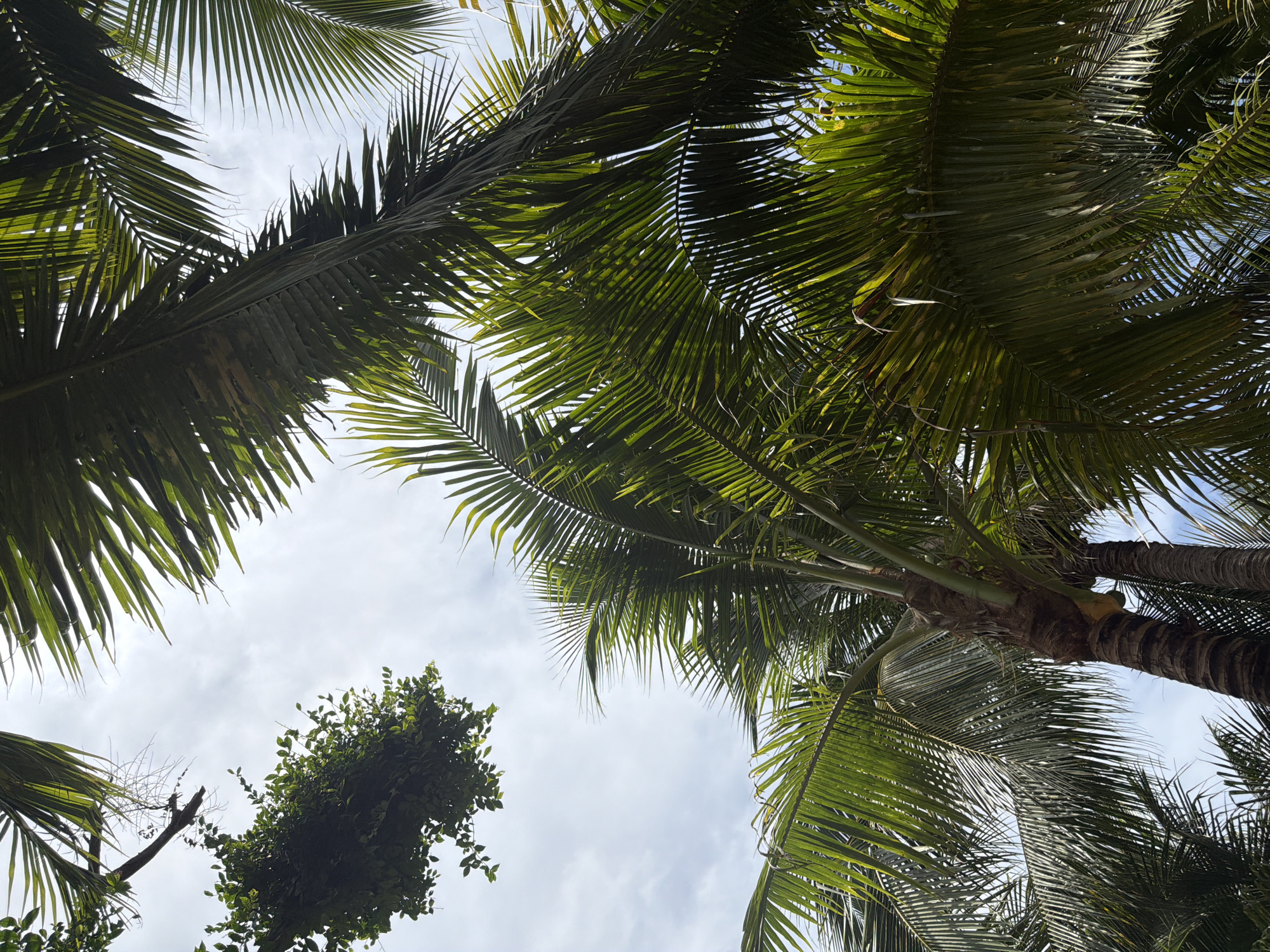 The image presents a view looking up into the canopy of palm trees against a cloudy sky. The location is inferred to be in or around Nam Nha Trang Ward, Vietnam, based on the context. The palm leaves are predominantly green, with varying shades indicating different levels of sunlight exposure. The sky is overcast with a mix of white and grey clouds. One tree covered in a plant is to the bottom left. The composition focuses on the interplay of natural elements, with no evident human presence.