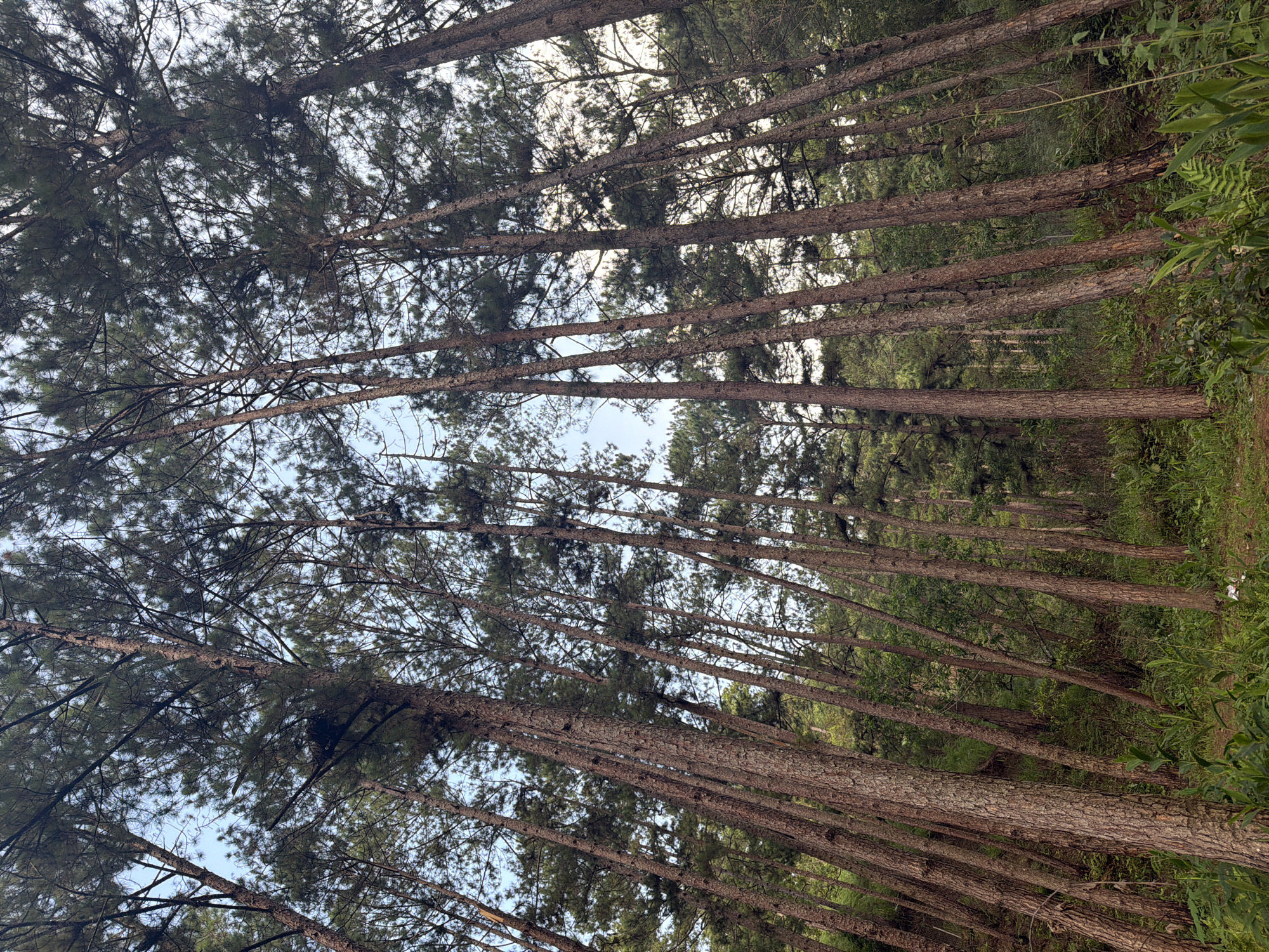 A low-angle shot of a dense forest, looking up at tall pine trees against a bright, overcast sky. The trees are tightly packed together, their trunks a reddish-brown with rough bark, and their green needles forming a thick canopy. The ground below is covered in lush green undergrowth, including ferns and other leafy plants. The scene is likely in Păng Tiêng 1, Vietnam, given the typical pine forests found in such mountainous or plateau regions of the country. There are no people or animals visible in the image, and no discernible actions or interactions are taking place. The environment is natural and appears untouched.