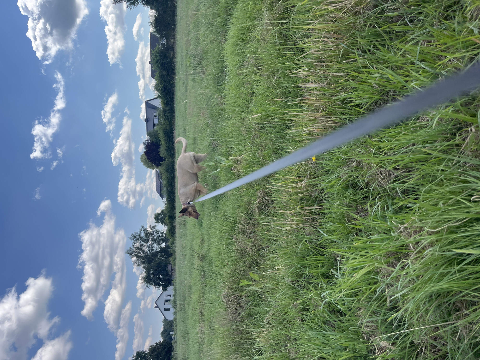 A light-colored dog with dark markings on its face and ears is walking in a grassy field. The dog is on a leash, which extends out of the frame. In the background, there are several houses and trees under a blue sky with white clouds. The image appears to be taken in Saint-Vith, Belgium, a town known for its scenic countryside and rural landscapes. The overall scene depicts a leisurely outdoor activity.