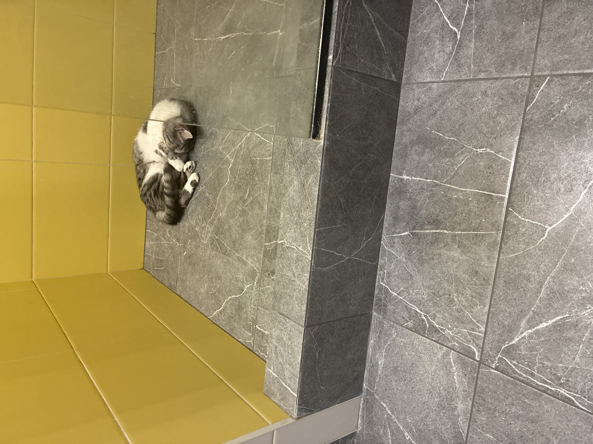 The image shows a cat sleeping curled up on a tiled floor. The floor is grey with white veining, resembling marble. The walls behind the cat are tiled in a bright yellow. The scene appears to be indoors, possibly in a bathroom or shower area, given the tiling and a glimpse of what might be a glass shower door. There is no indication of the location being in Kaluga, Russia, or any other specific city. The cat is the sole subject in the image.