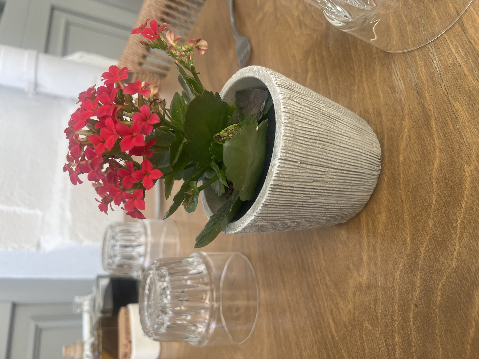 This image captures a vibrant potted plant with bright red flowers, likely a Kalanchoe, set on a light brown wooden table. The plant features numerous small, four-petaled red blossoms clustered together, complemented by rich green, thick leaves. It resides in a textured, light gray or beige pot with distinct horizontal ridged patterns.
To the right of the plant, on the wooden surface, two clear glass tumblers with ribbed lower halves are visible, along with a less distinct clear glass object. A dark, possibly bottled item is also faintly seen behind the tumblers. The wooden table exhibits natural grain patterns.
In the background, a light-colored wall, possibly white brick or paneling, is visible, along with blurred architectural elements or furniture, suggesting an indoor environment. A woven object, possibly part of a lamp or decorative piece, and a metallic utensil (possibly a fork) are partially visible behind and near the plant.
The scene conveys a calm, decorative setting, possibly in a cafe, restaurant, or home dining area in Plovdiv, Bulgaria. The lighting indicates it is daytime. No people or specific activities are depicted, and no text is visible.