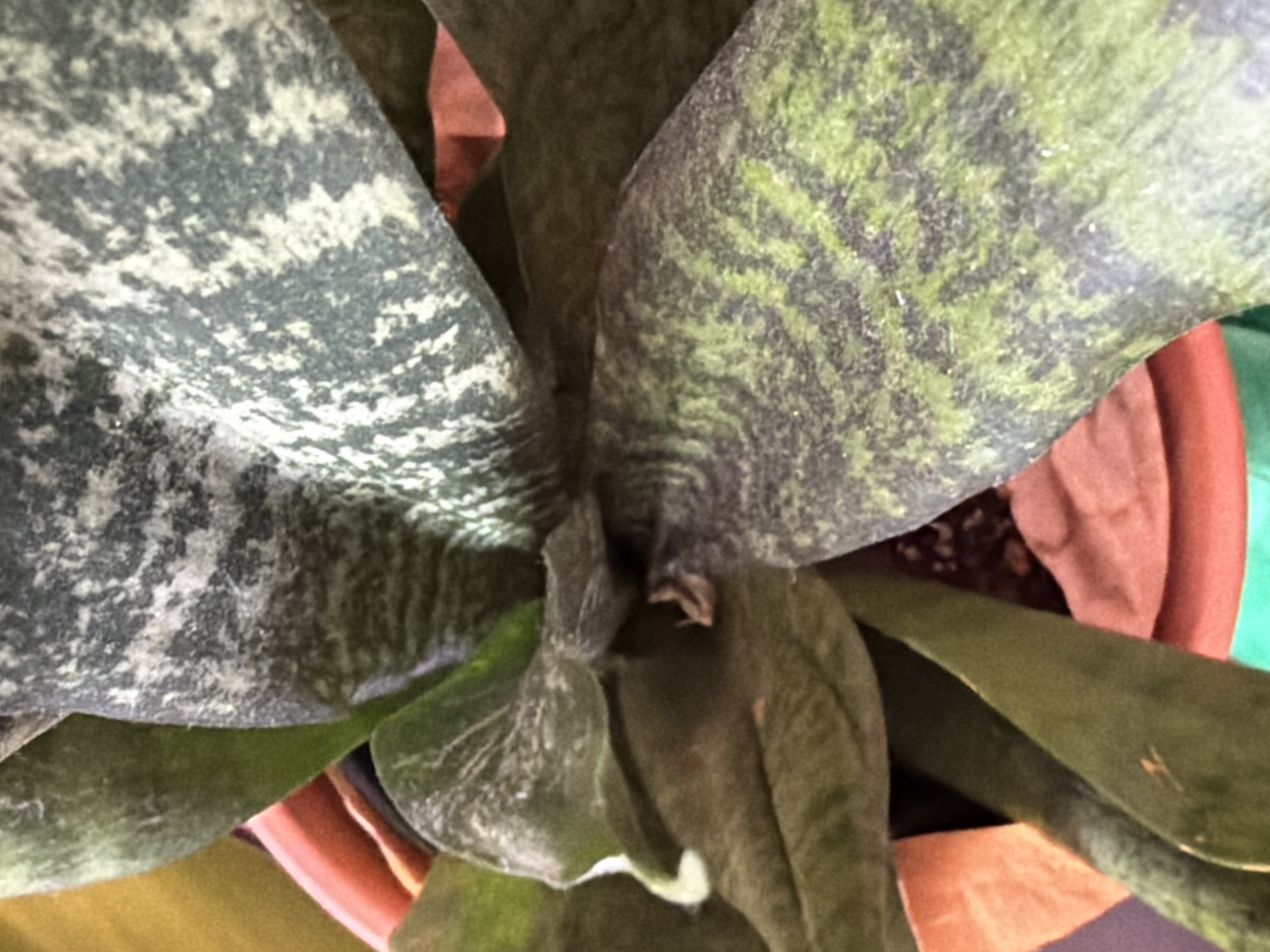 A close-up, overhead shot of a Sansevieria trifasciata, commonly known as a snake plant, shows its variegated leaves with green and gray patterns. The plant is in an orange pot, which is partially visible. The lighting is direct, creating a bright, somewhat washed-out appearance. The background is out of focus, with hints of yellow and red.