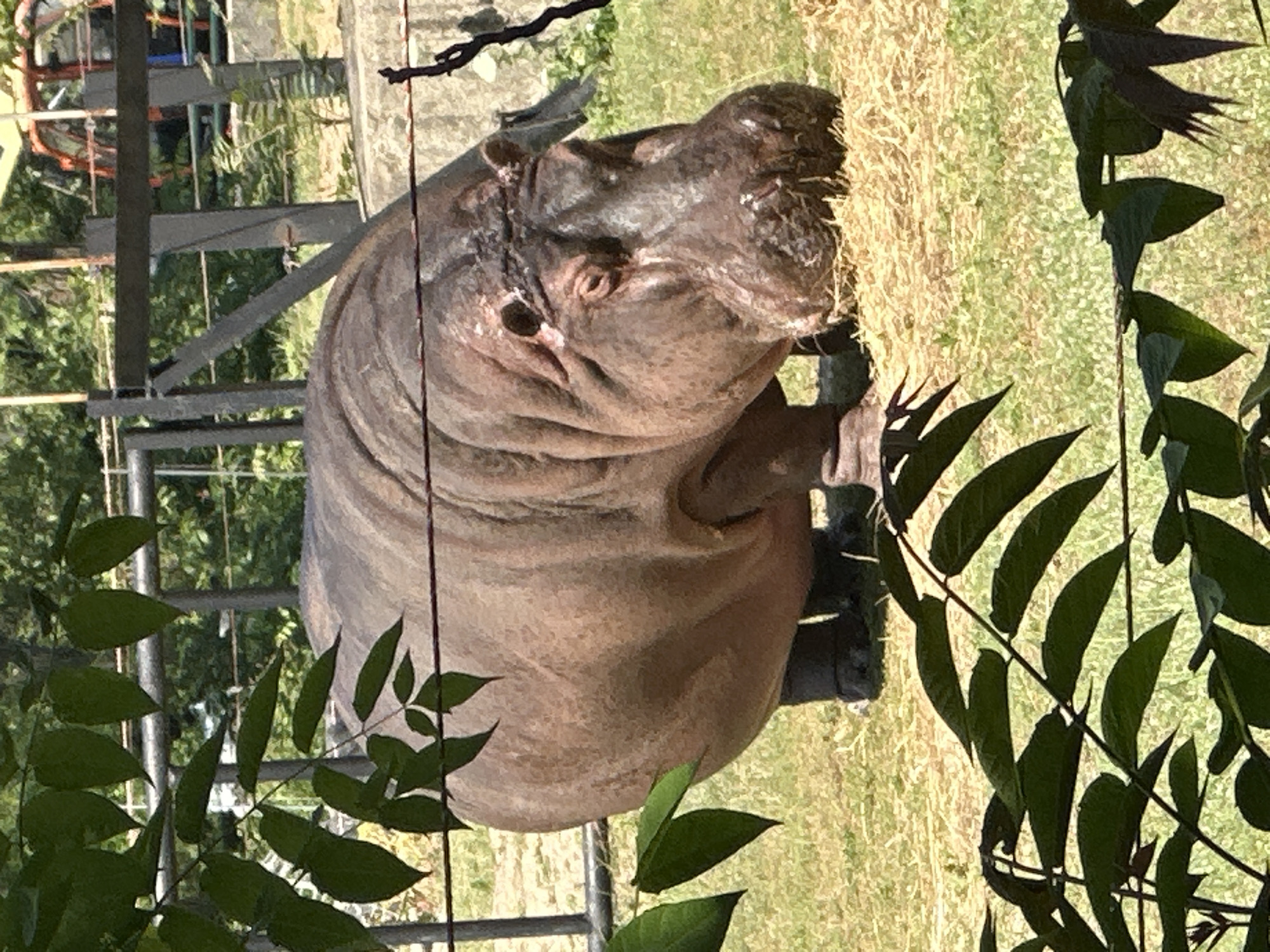A large hippopotamus stands in an outdoor enclosure, partially obscured by leafy branches in the foreground. The hippopotamus is facing to the right, with its head lowered, appearing to eat from a pile of straw or hay on the ground. The enclosure has a grassy ground and a fence in the background, with some trees and a structure resembling a crane or construction equipment visible beyond. This scene is located at the Sofia Zoo in Sofia, Bulgaria.