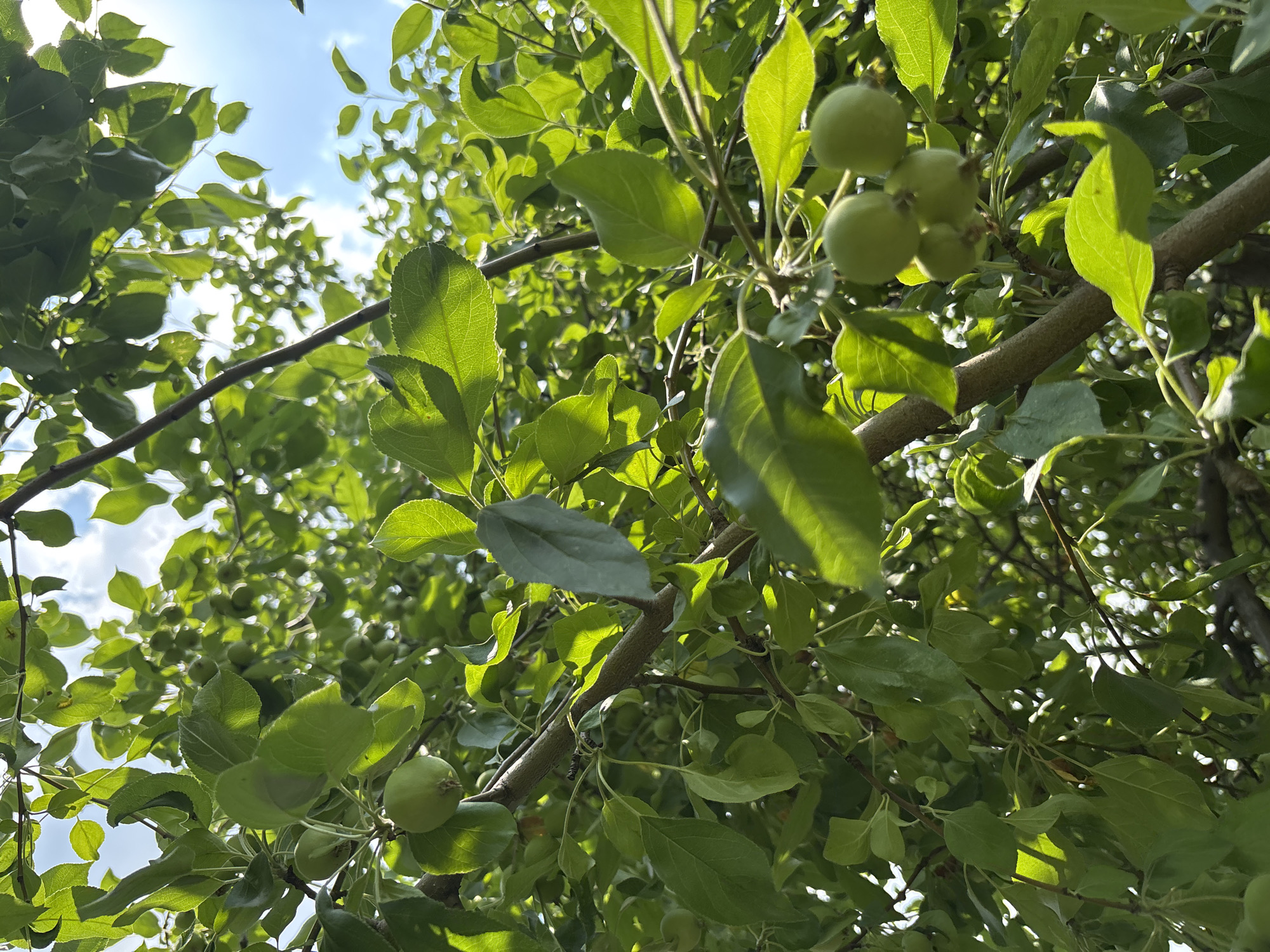 The image is a close-up, low-angle shot of a tree branch laden with small, green, unripe apples. The leaves are a vibrant green and illuminated by sunlight filtering through the canopy. The sky, with scattered white clouds, is visible in the background. The scene is peaceful and natural, depicting the growth of fruit on a tree. There are no people or man-made structures visible, suggesting a natural setting. The exact location in Vishnevka, Russia, is not discernible from the image itself, but it appears to be an outdoor environment, likely a garden or orchard.