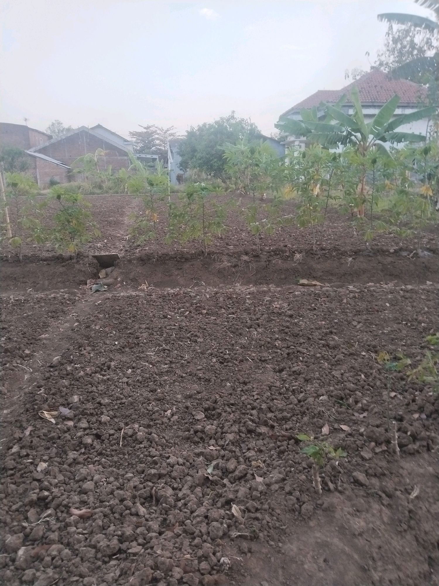 The image shows a field of young cassava plants in Jembayat, Indonesia. The field is bordered by a trench, and in the background, there are houses and trees. The sky is overcast, and the overall lighting is dim. The cassava plants are small and have green leaves. The soil in the field is dark and appears to be dry. There are no people or animals visible in the image. The scene depicts a rural agricultural setting in Jembayat.