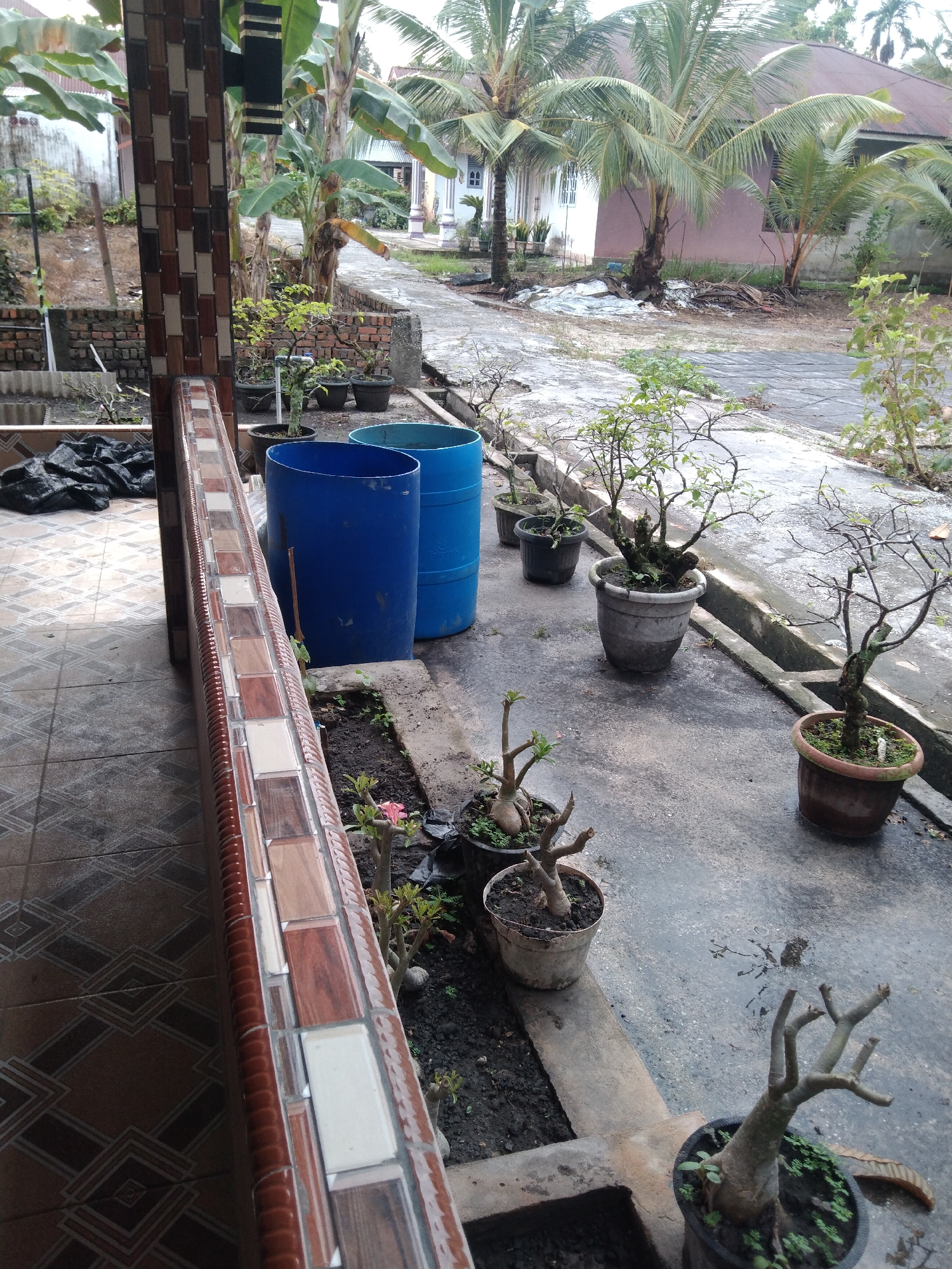 The image depicts an outdoor scene in Suak Lanjut, Indonesia, characterized by a concrete walkway lined with potted plants and large blue barrels. In the foreground, a tiled railing runs along a covered walkway, with a wall constructed of brick and tile. Beyond the railing, a row of potted plants, including several bonsai-like trees, are arranged along the concrete. Two large blue barrels, one partially obscured, stand on the walkway. In the background, palm trees and other vegetation are visible, along with houses and a dirt road. The ground appears wet, suggesting recent rain. There are no people or animals visible in the image.