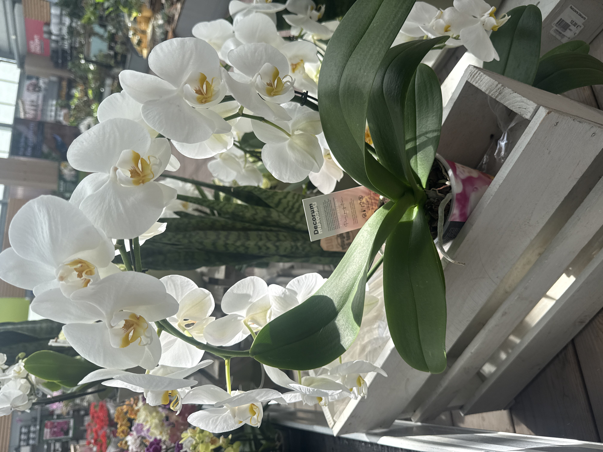 A close-up, eye-level shot focuses on a potted white Phalaenopsis orchid plant. The plant, with its broad green leaves and delicate white blossoms accented with yellow centers, sits within a white wooden crate. The crate itself is positioned on a wooden surface, suggesting an outdoor or greenhouse setting. A small tag, partially visible on the plant's stem, reads "Decorium". In the background, blurred elements of a plant nursery or garden center are discernible, with other plants and displays suggesting a commercial environment. The overall lighting is bright, with sunlight casting distinct shadows. There are no people visible in the frame. The image provides no specific information to indicate its location in Fritzlar, Germany.