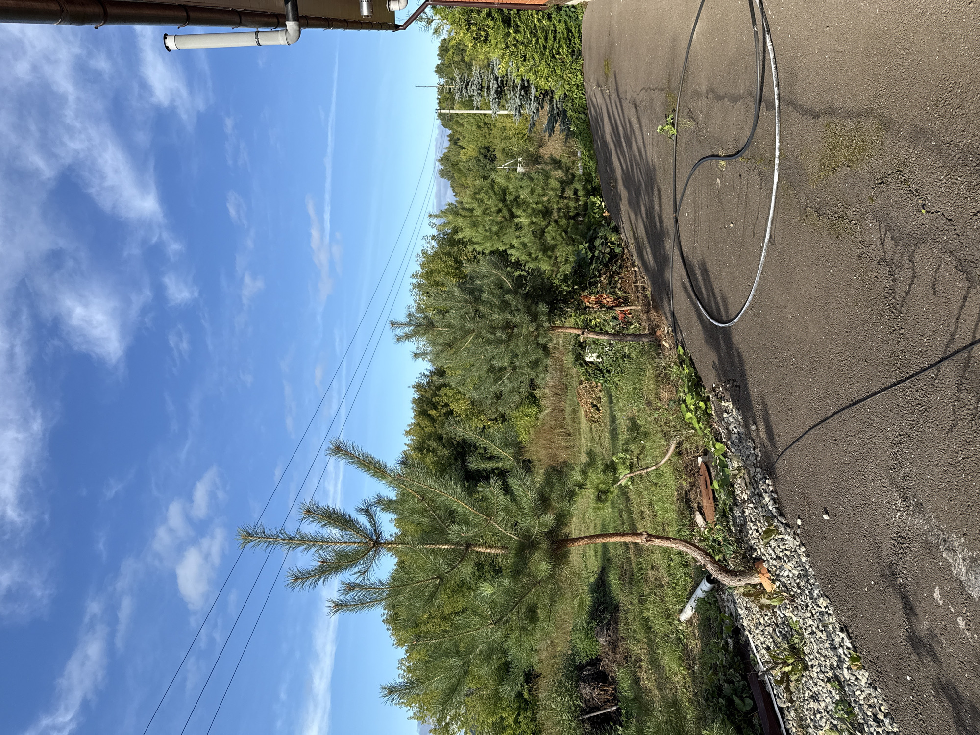 The image depicts an outdoor scene with a clear blue sky featuring wispy white clouds. In the foreground, a dark asphalt pathway runs along the right side of the frame. A black garden hose is coiled on the asphalt. To the left of the pathway, a gravel border surrounds the base of a young pine tree with a curved trunk. Beyond the gravel and pathway, a grassy area with scattered vegetation stretches towards a dense line of trees in the background. Several power lines are visible in the sky, extending horizontally across the upper portion of the image. The right edge of the frame shows the side of a building with a downspout and a chimney pipe. The overall impression is a residential outdoor space in a rural or suburban setting, consistent with a location in Malmyzh, Russia. There are no people or animals visible in the image.