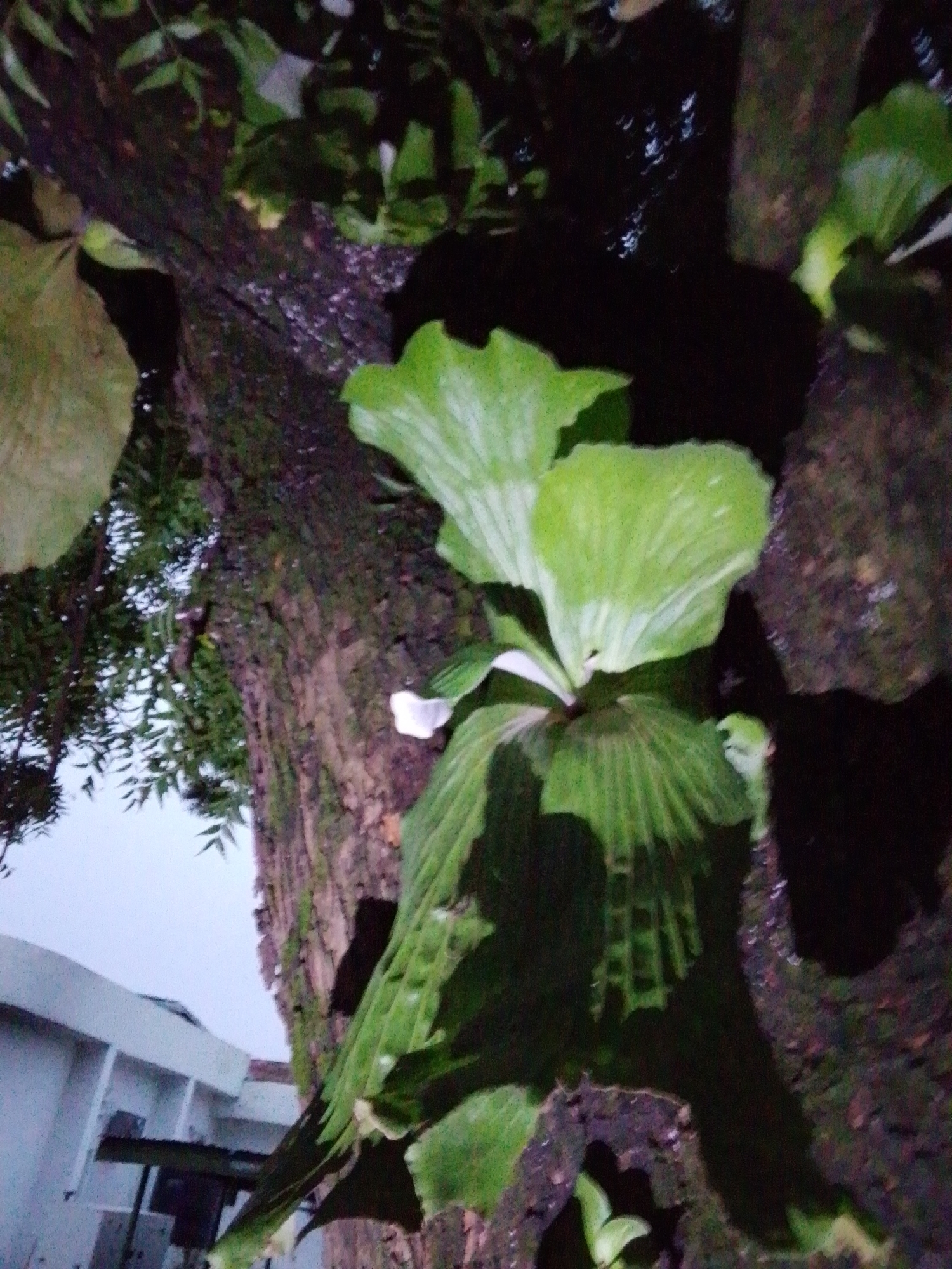 The image shows a close-up, low-angle view of a large tree trunk with epiphytic plants growing on it. The tree bark is rough and textured, with areas of moss and moisture visible. Large, broad green leaves of the epiphytic plants dominate the foreground and midground, some of which appear to be Platycerium ferns (staghorn ferns). The lighting suggests it is either dusk or nighttime, with some artificial light sources casting reflections on the wet surfaces. In the background, a portion of a building structure with white walls and some shelving units is visible, suggesting an urban or semi-urban environment. The overall impression is one of lush, natural growth juxtaposed with man-made structures, typical of a garden or landscaped area within a city. The location is specified as Serti, Nigeria.