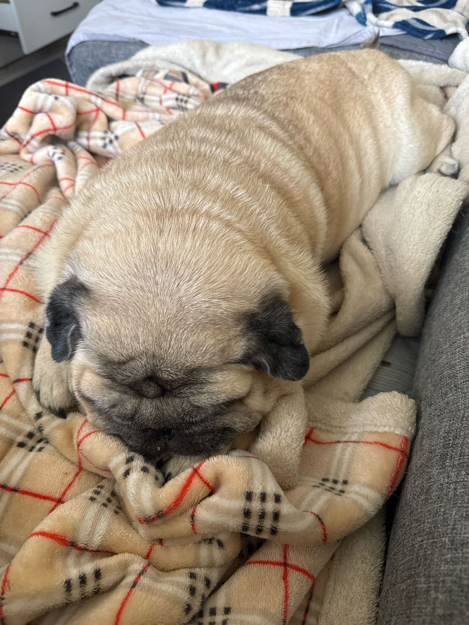 A fawn-colored pug dog sleeps curled up on a beige plaid blanket with red and black accents. The dog's face, with its characteristic wrinkles and dark markings around the eyes and ears, is nestled into the blanket. The blanket is draped over a gray sofa, and a portion of a white duvet or comforter is visible in the background, along with a sliver of a white drawer or dresser. The lighting suggests an indoor setting, possibly a bedroom or living room.