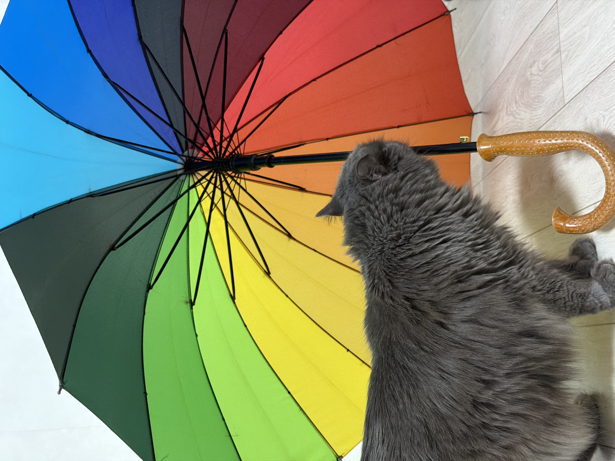 A medium-sized, gray cat lies under a multi-colored rainbow umbrella on a light-colored wooden floor. The cat's head is close to the umbrella's central pole. The umbrella handle is light brown and textured. The scene is indoors with ample light. There is no evidence to suggest the location is Chaikovsky, Russia.