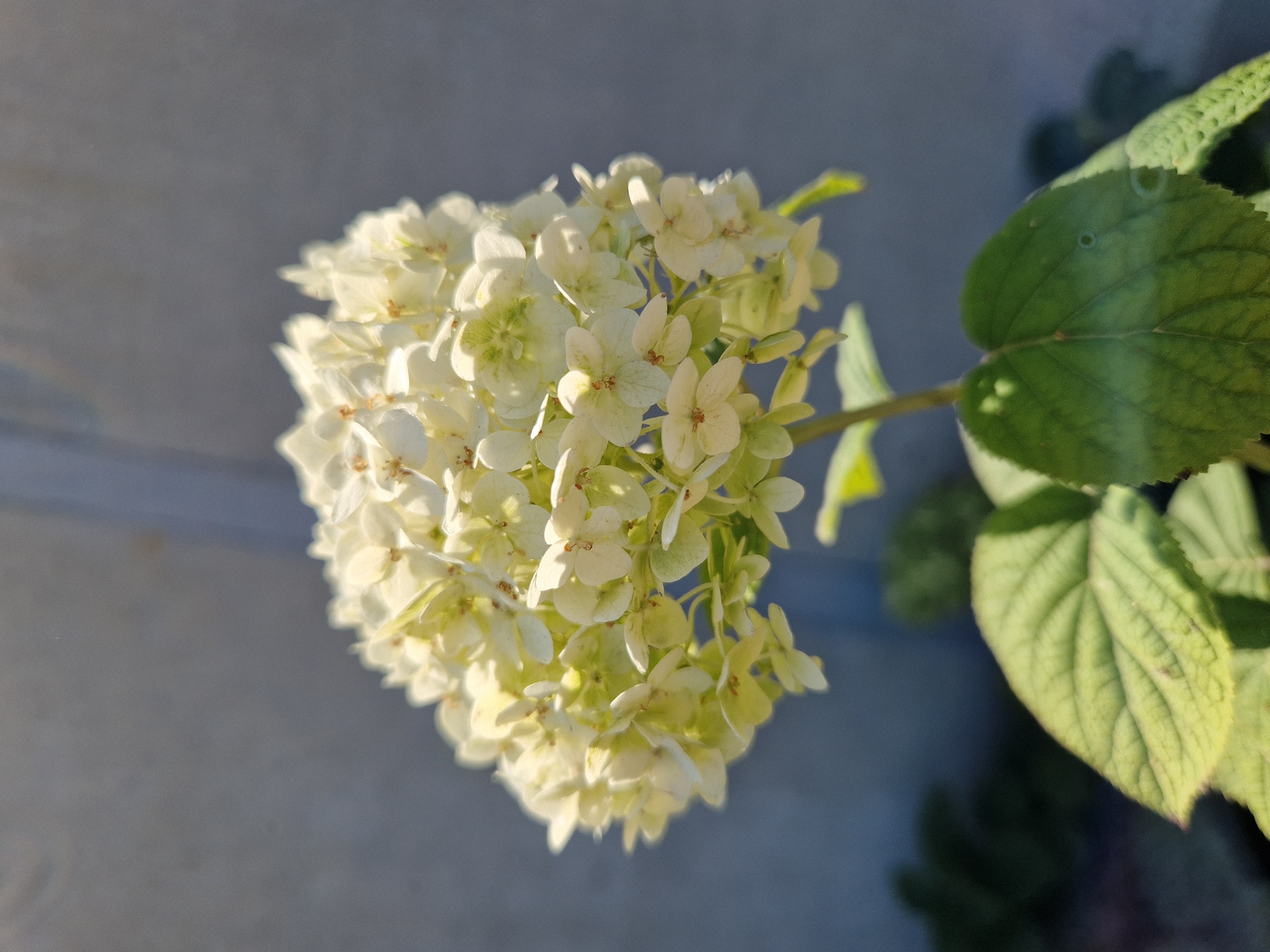 A close-up, eye-level shot focuses on a cluster of small, pale yellow flowers with hints of green. The flowers are densely packed on a stem. Below the flowers, large, textured green leaves are visible, with one leaf prominent in the foreground. The background is a soft-focus gray wall. The lighting suggests it is daytime, with sunlight illuminating the flowers. The scene appears to be outdoors, possibly in a garden or park.