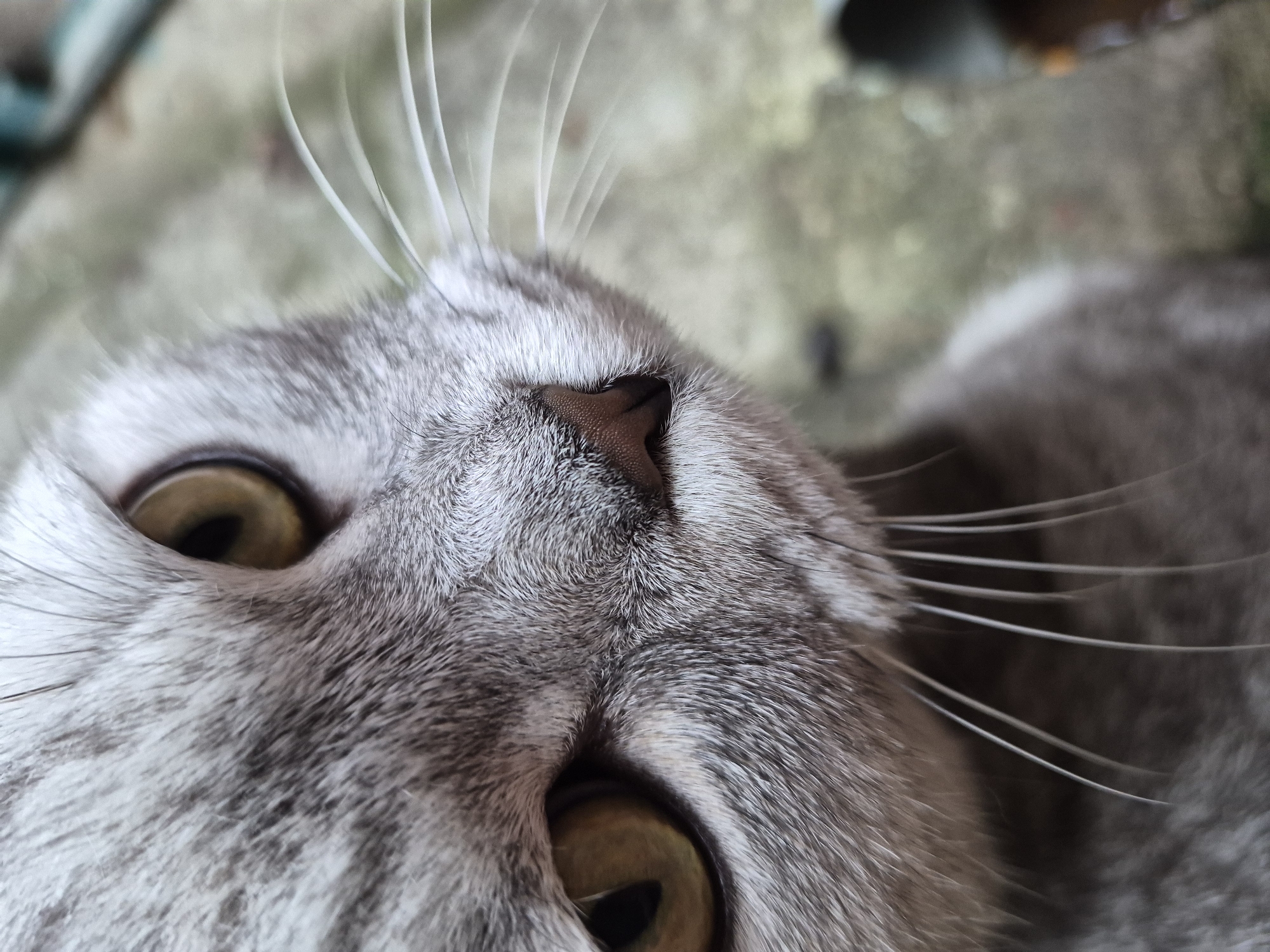 A close-up, eye-level, slightly angled, outdoor shot focuses on the face of a grey tabby cat. The cat's left eye, a golden-yellow, is in sharp focus, while the right eye is only partially visible. The cat's nose is a small, dark brown triangle with a visible texture. Long, white whiskers extend from the cat's muzzle, fanning out to the right. The cat's fur is predominantly grey with darker grey tabby markings. The background is out of focus, appearing to be a concrete or stone surface with some green foliage in the distance. The lighting is soft, indicating an overcast day or shade. There are no people present in the image.