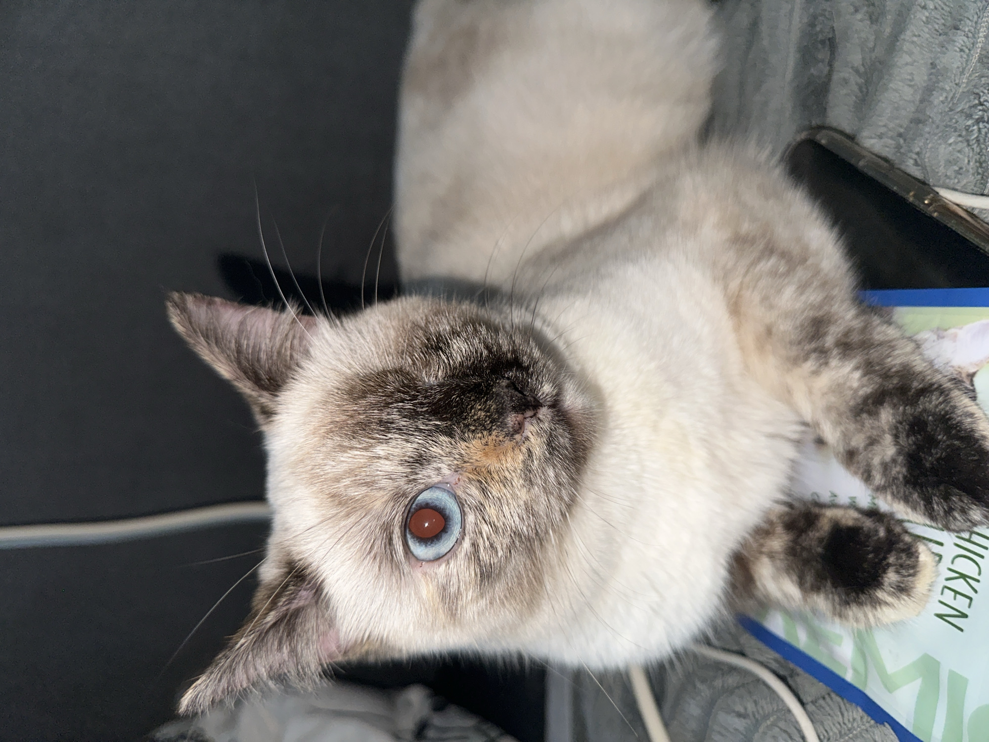 A Siamese cat is lying down on a gray blanket, with its head slightly turned towards the camera. The cat is light cream-colored with darker brown points on its ears, face, and paws. It has one visible blue eye with a red pupil, and its left eye socket appears empty. A black nose and whiskers are visible on its face. The cat is positioned over what appears to be a book or magazine with green lettering. A black smartphone is partially visible to the right of the cat. The background is dark and out of focus, with a subtle hint of a white cord.
