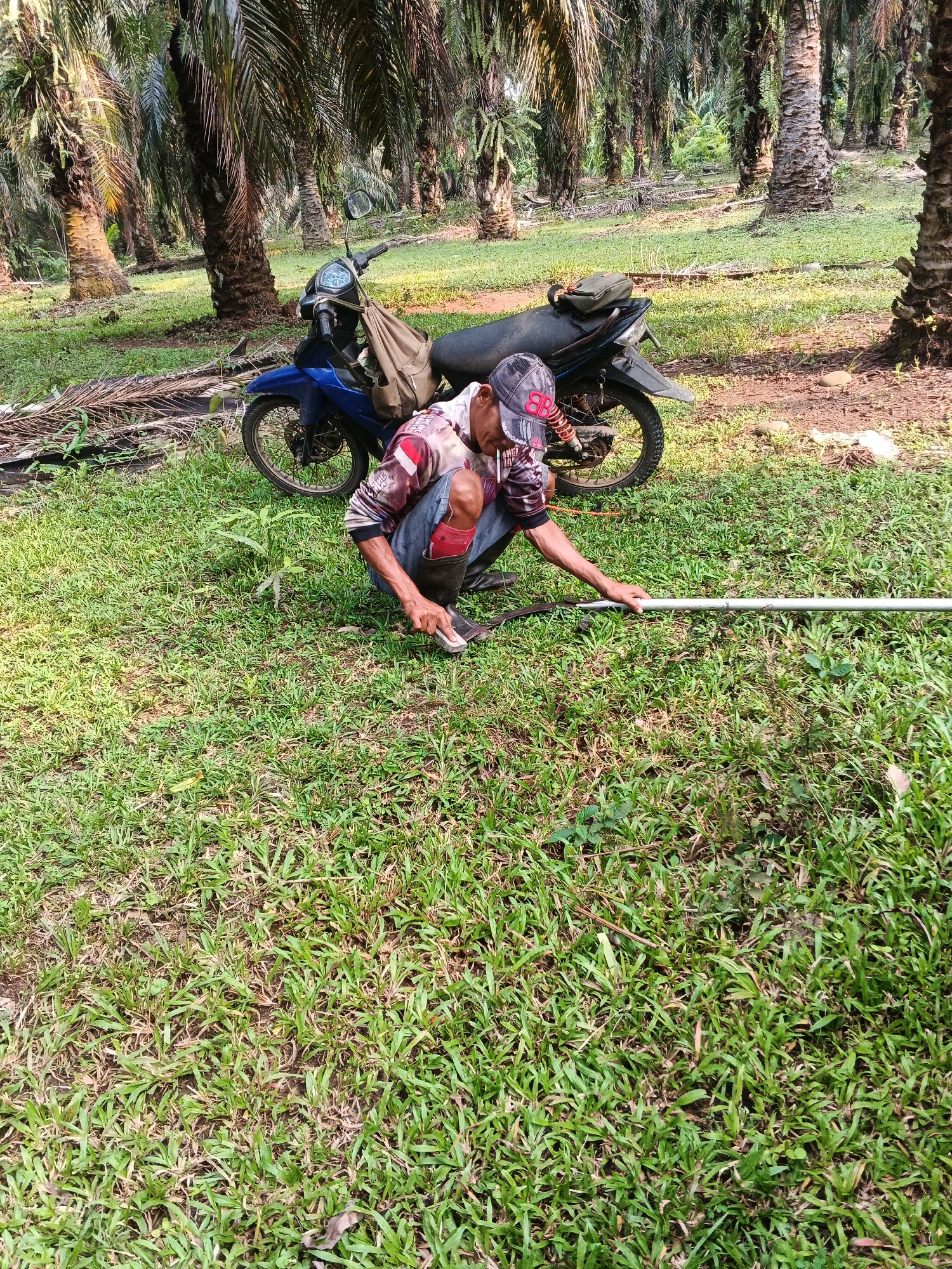 In an outdoor scene in Pernyah, Indonesia, a person is crouched on a grassy area surrounded by palm trees. The individual, wearing a cap, a patterned shirt, and jeans, is holding a long, thin white pipe in their hands. A blue motorcycle is parked nearby. The environment appears to be a plantation or a natural area with dense vegetation. The ground is covered in green grass and some dry leaves.