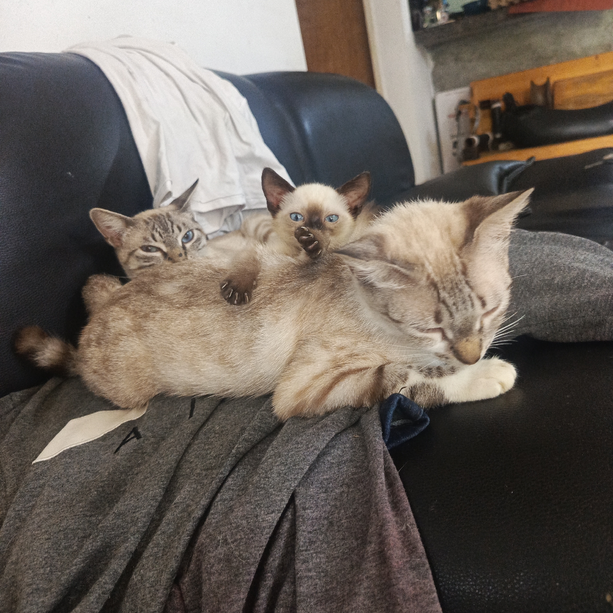 The image shows three cats resting on a black leather couch, with some clothing on the couch. Two of the cats are kittens, and one is an adult cat. The adult cat is lying down, with its eyes closed, and the two kittens are on top of it. One kitten is lying on its back, with its paws in the air, and the other kitten is lying on its stomach, with its head resting on the adult cat's back. The cats are all light brown and white in color, with blue eyes. The couch is in a living room, and there is a window in the background. The image appears to have been taken during the day. The location is identified as Piloncito, Venezuela.