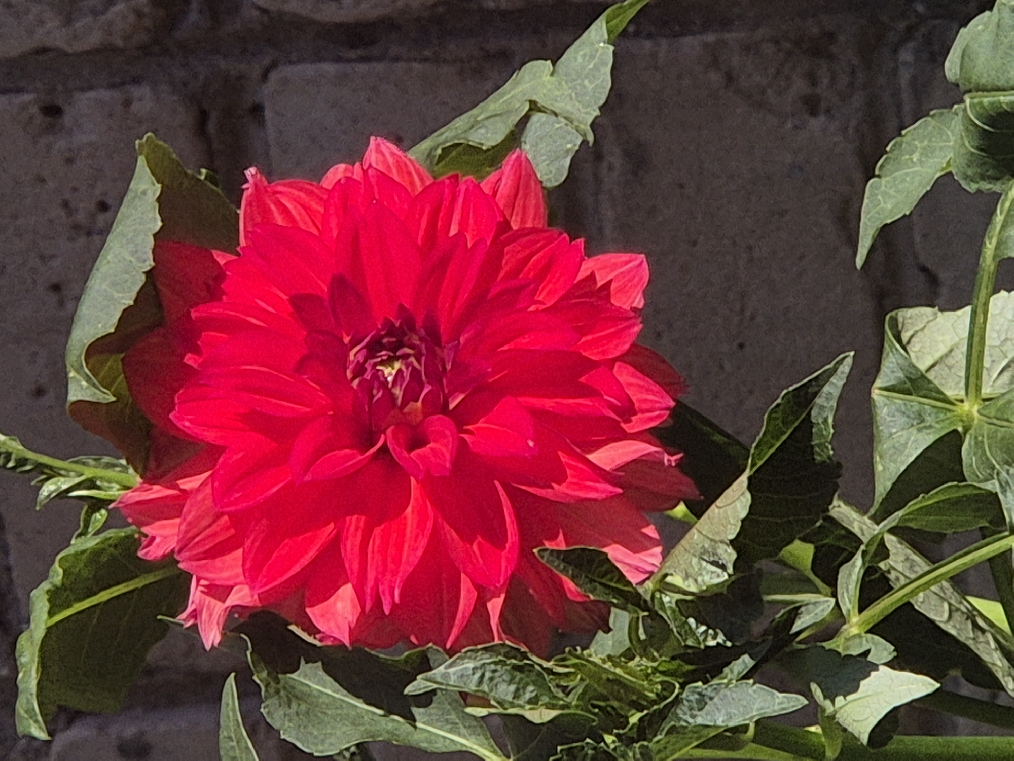 A close-up, eye-level shot captures a vibrant red dahlia flower in bloom, its numerous petals unfurling in layers. The flower is positioned slightly to the left of the frame, with its center a darker, reddish-purple hue. Several lush green leaves surround the bloom, some casting shadows on the petals. The background is a rough, dark grey brick wall, textured and uneven, suggesting an outdoor setting. The lighting indicates a sunny day, with bright highlights on the petals and leaves, and deep shadows on the background. The overall scene is natural and organic, focused on the beauty of the flower. There are no people or signs of human activity visible in the image, and no specific landmarks of Kokshetau, Kazakhstan can be identified.