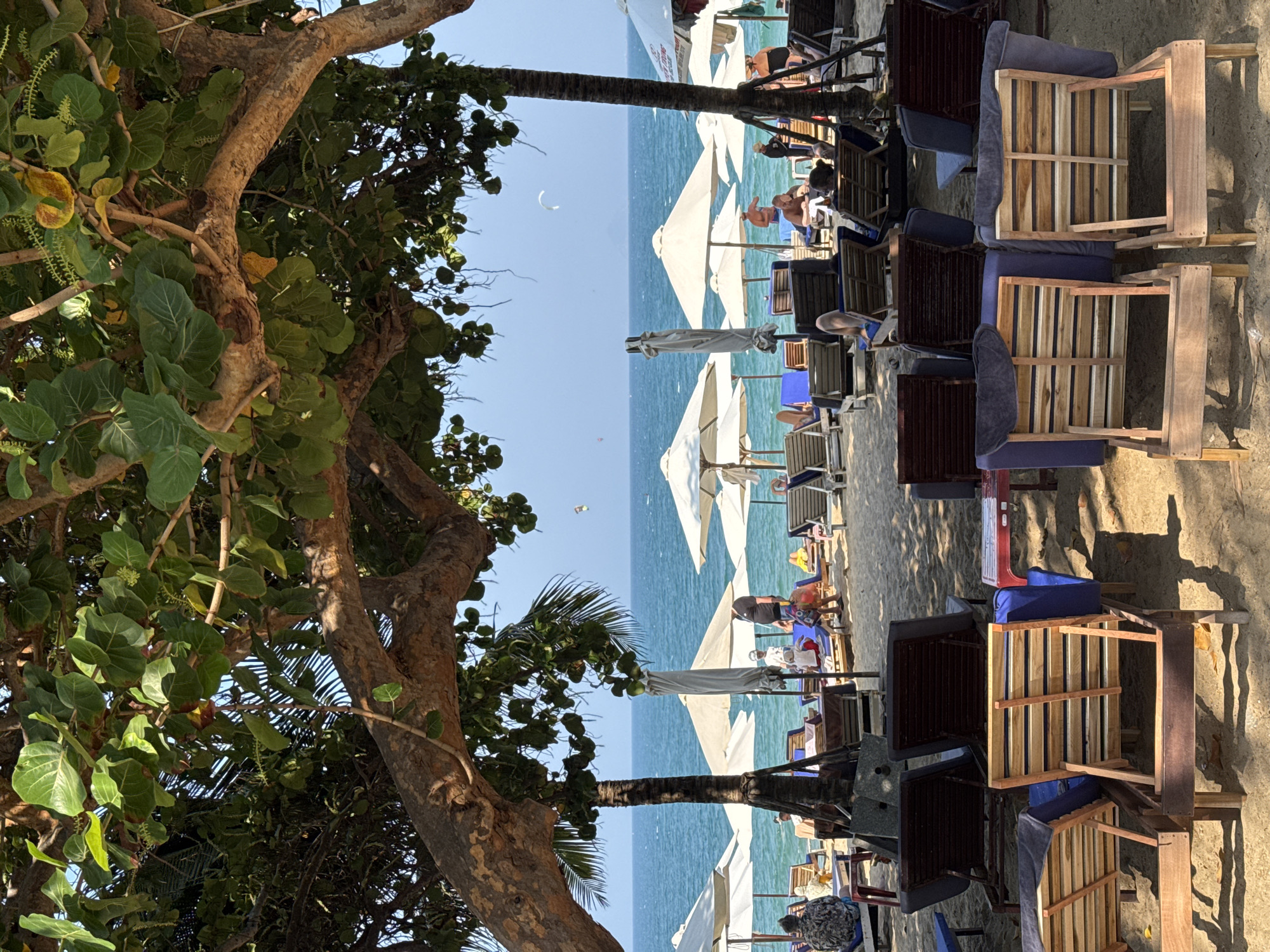 This is an eye-level shot of a beach in an unknown city. In the foreground, there's a tree with broad, rounded leaves. In the middle ground, the beach is dotted with white beach umbrellas and wooden beach chairs with blue cushions. People are seen lounging on the beach chairs, some in swimwear. In the background, the blue ocean stretches to the horizon under a clear blue sky. There's a small white kite visible in the distance.