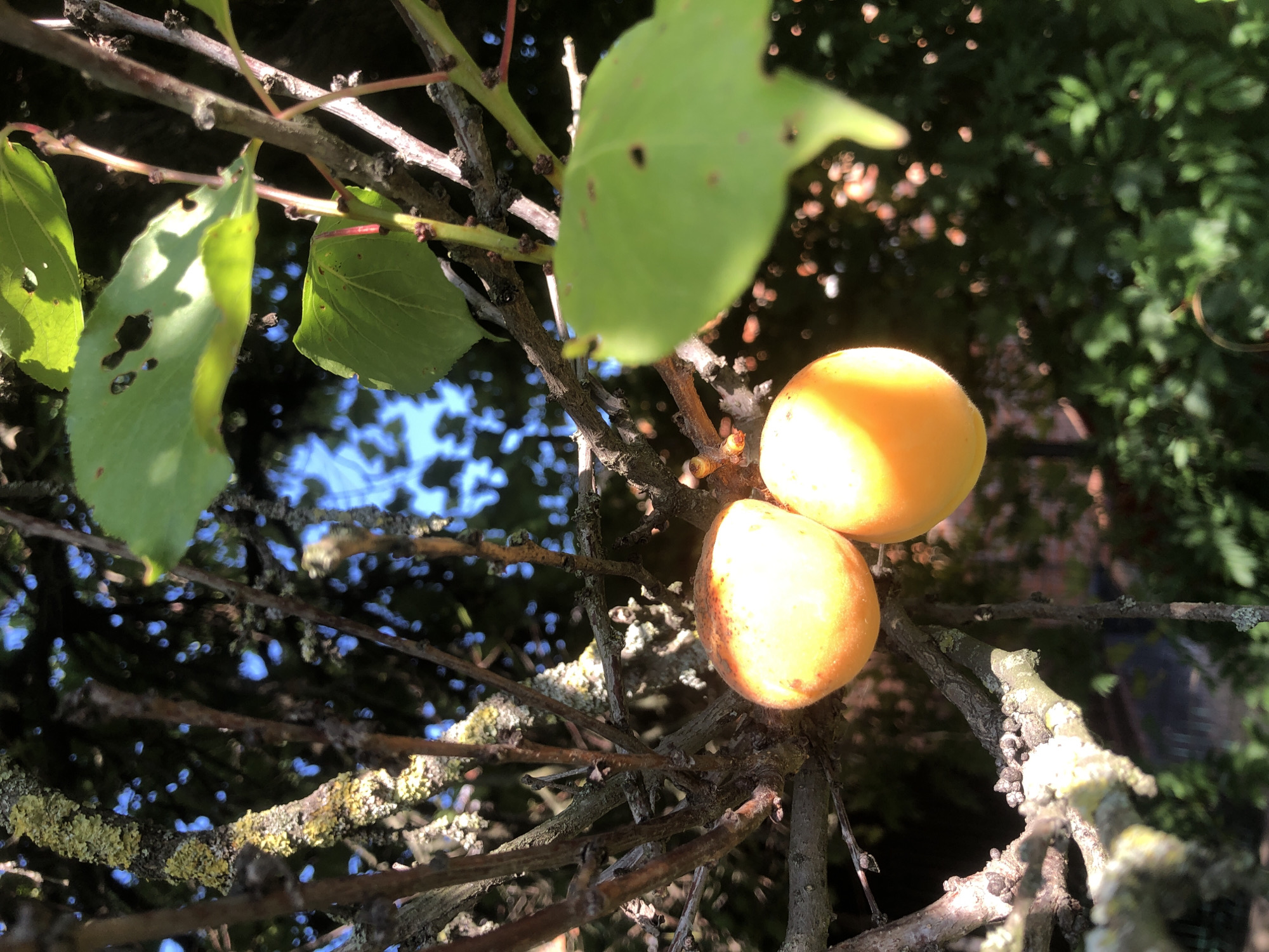 The image depicts a close-up view of an apricot tree branch with two ripe apricots hanging from it. The apricots are a vibrant orange-yellow color and are bathed in sunlight. The branch is gnarled and covered in lichen, with smaller twigs and buds visible. Several green apricot leaves, some with small holes, are also present, some in focus and some blurred. The background is a soft blur of green foliage and blue sky, suggesting an outdoor setting in a garden or orchard. The image was captured in the city of Radomyshl, Ukraine. There are no people or animals visible in the frame.