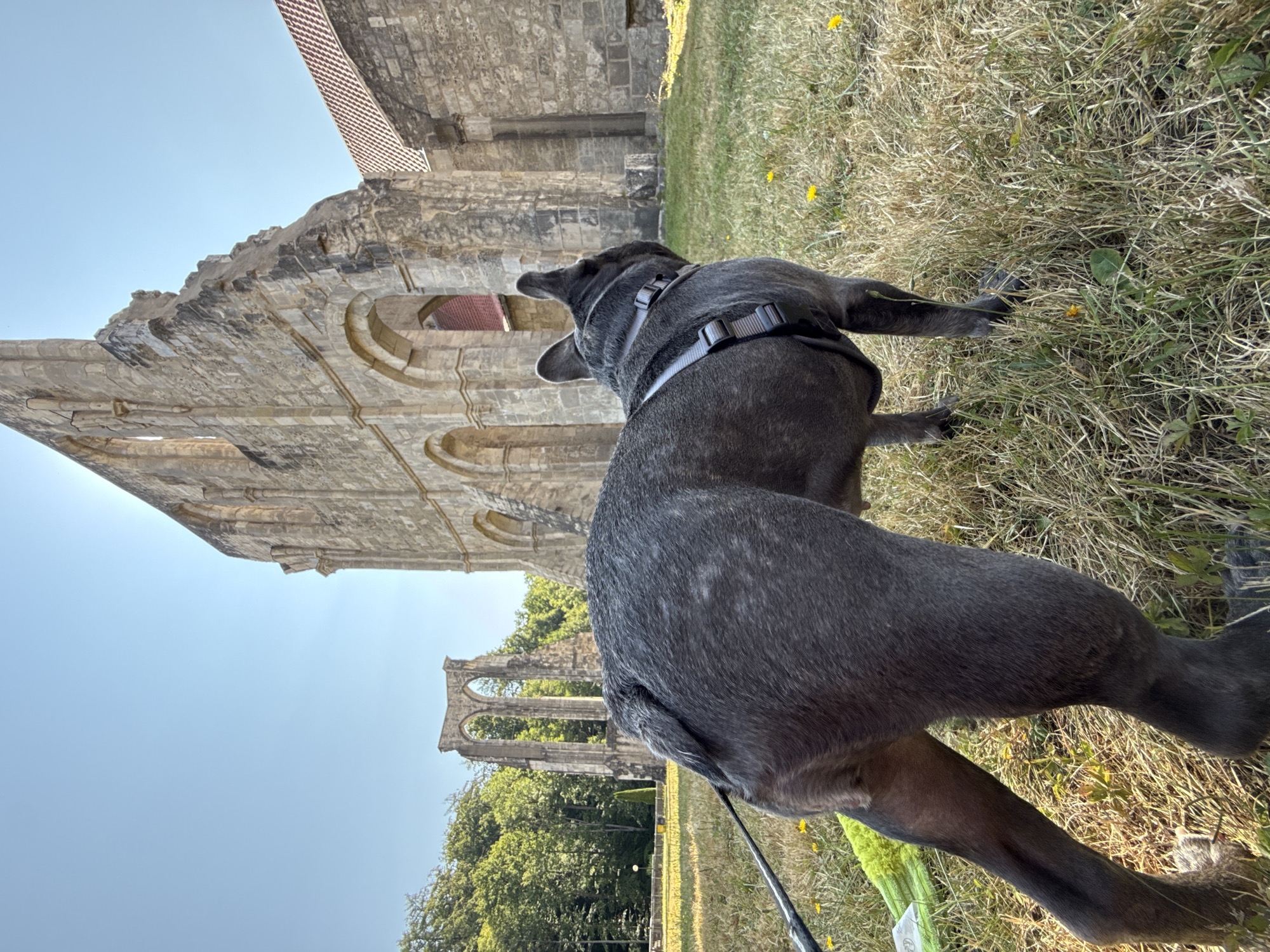 In Walkenried, Germany, a grey French Bulldog, facing away from the camera, stands in a grassy field in front of the historic ruins of the Walkenried Abbey. The dog is wearing a grey harness. The abbey ruins, constructed of stone, are partially intact, with visible arched doorways and windows. In the background, a lush green forest borders the abbey grounds, and the sky is a clear, bright blue. The sun is shining, casting rays through the trees and illuminating the scene. A yellow dog toy is partially visible on the grass to the left of the dog. The overall impression is one of a sunny day at a historical site.