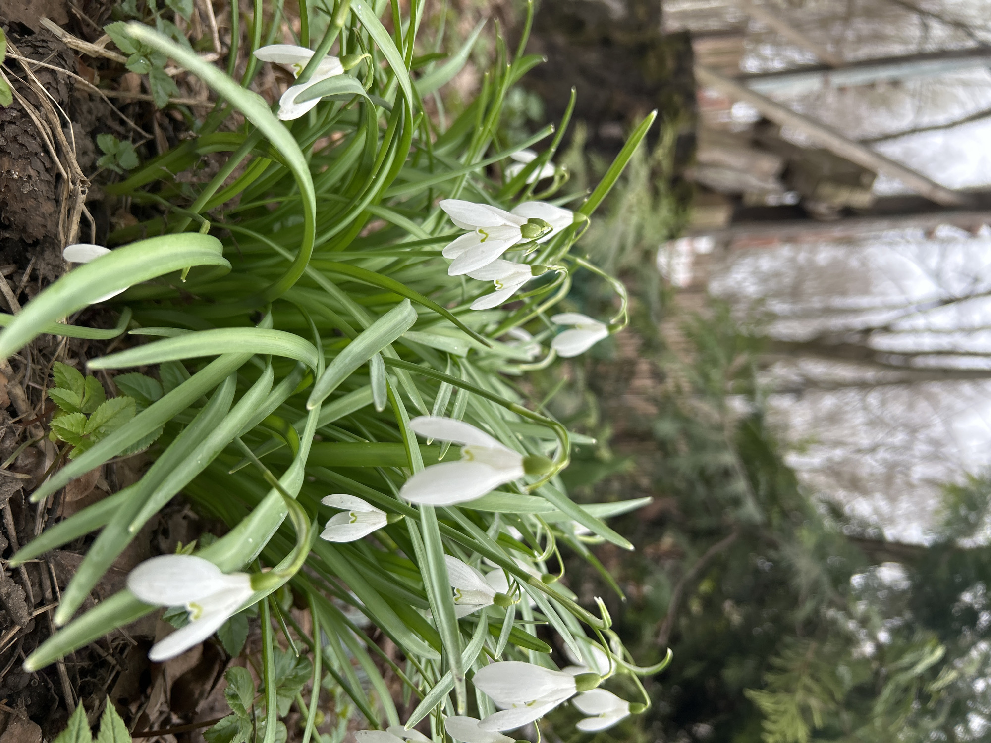The image shows a cluster of snowdrop flowers in a garden setting. The flowers are white and delicate, with drooping heads, surrounded by green, blade-like leaves. The background is blurred, suggesting an outdoor environment with trees and potentially a building. Due to lack of detail, I can not confidently identify this location is in Moscow, Russia.