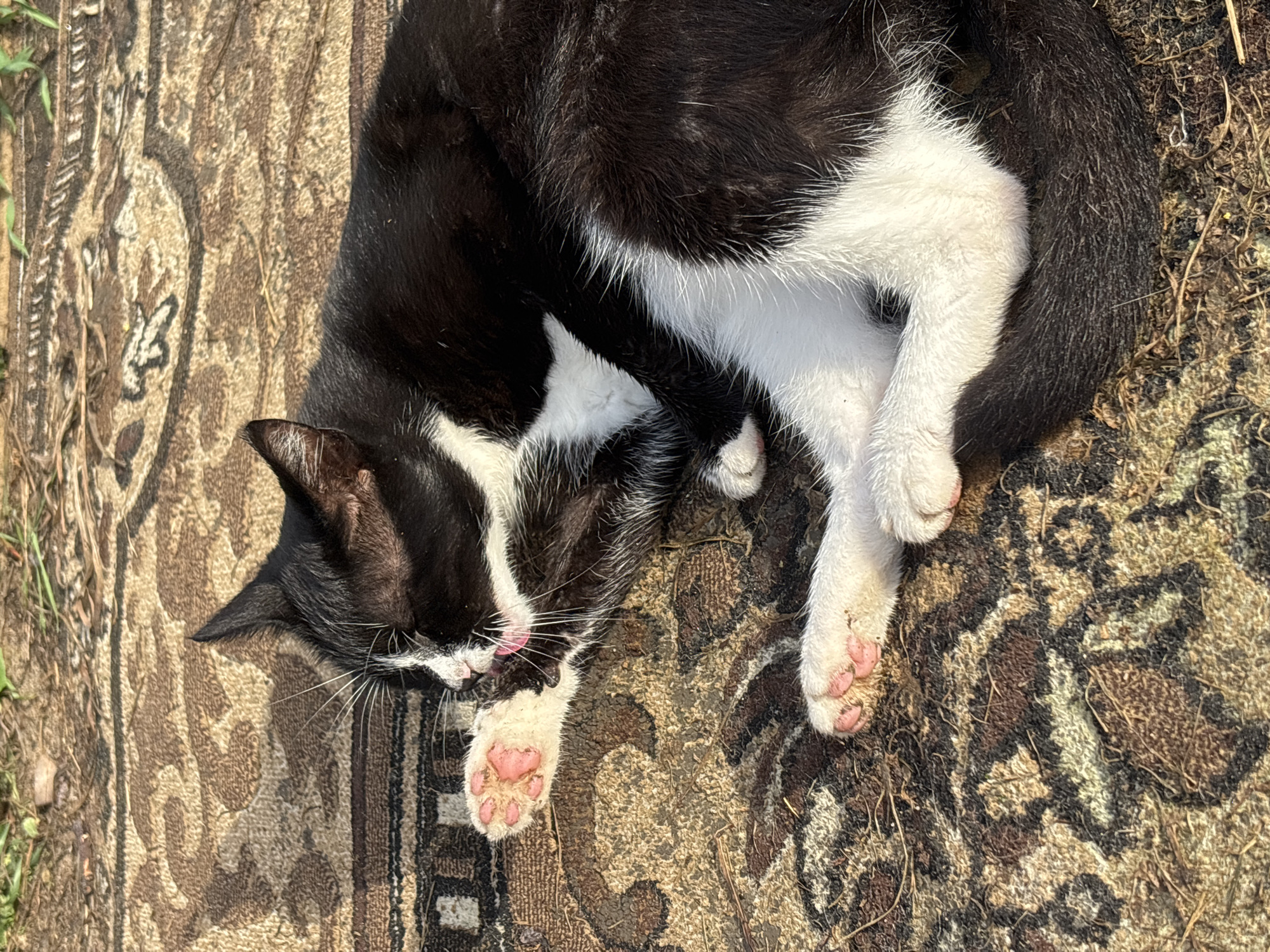 A black and white cat is lying on a patterned rug outdoors, grooming its paw. The rug has shades of brown, beige, and black with a floral or abstract design. The cat's fur is black and white, with pink paw pads and a pink tongue visible as it licks its paw. The environment appears to be a grassy area with some dry grass and twigs on the rug, suggesting it is located in a rural or outdoor setting. This scene is likely in Семибратово, Russia, given the context.
