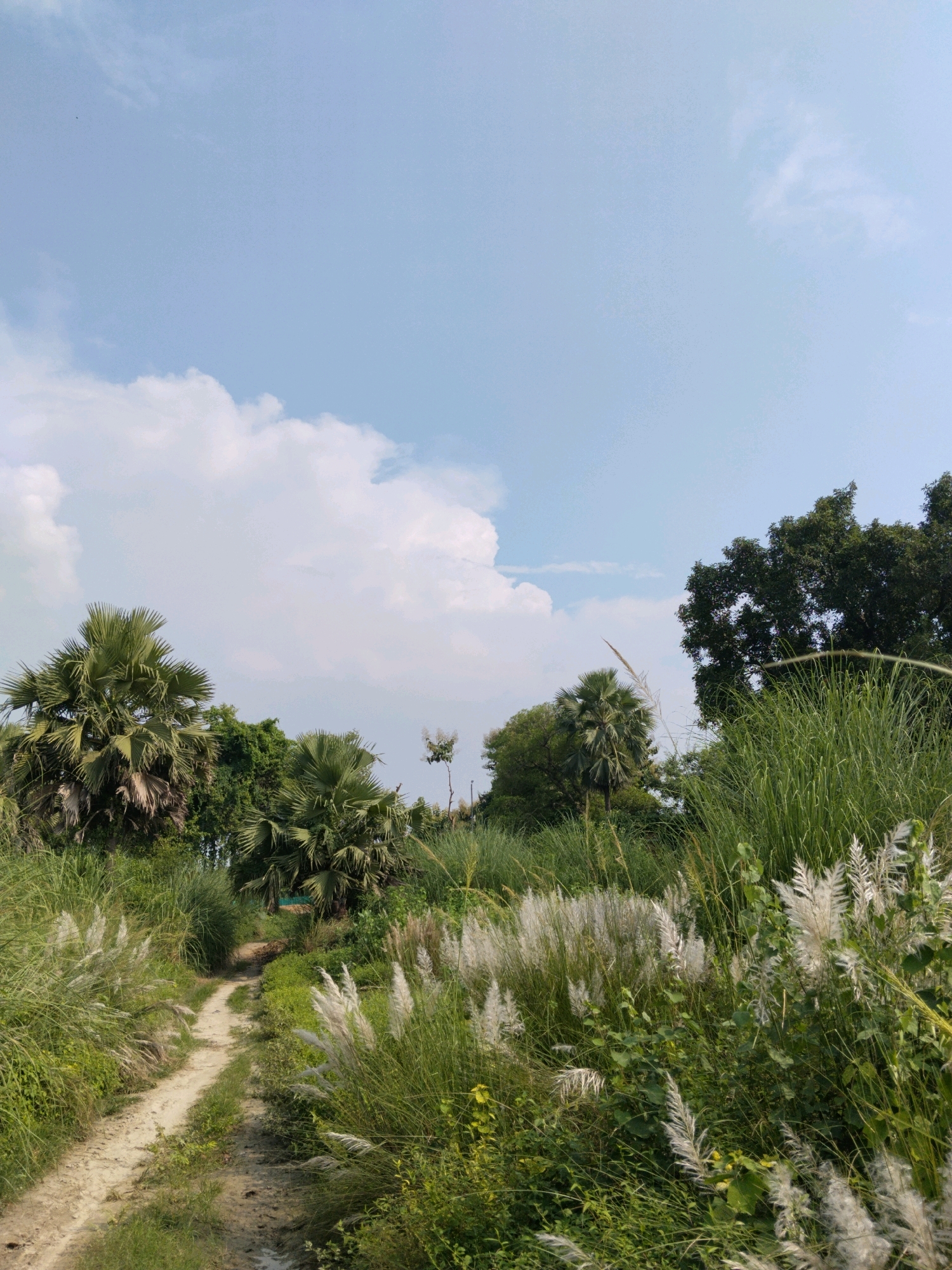 A dirt path winds through a rural landscape, bordered by lush green vegetation and tall grasses topped with feathery white plumes. Palm trees, identifiable by their fan-shaped leaves, are scattered throughout the scene, interspersed with dense foliage and a few larger trees. The sky above is a clear, pale blue, with a few fluffy white clouds drifting lazily. The overall impression is one of a serene, natural environment.