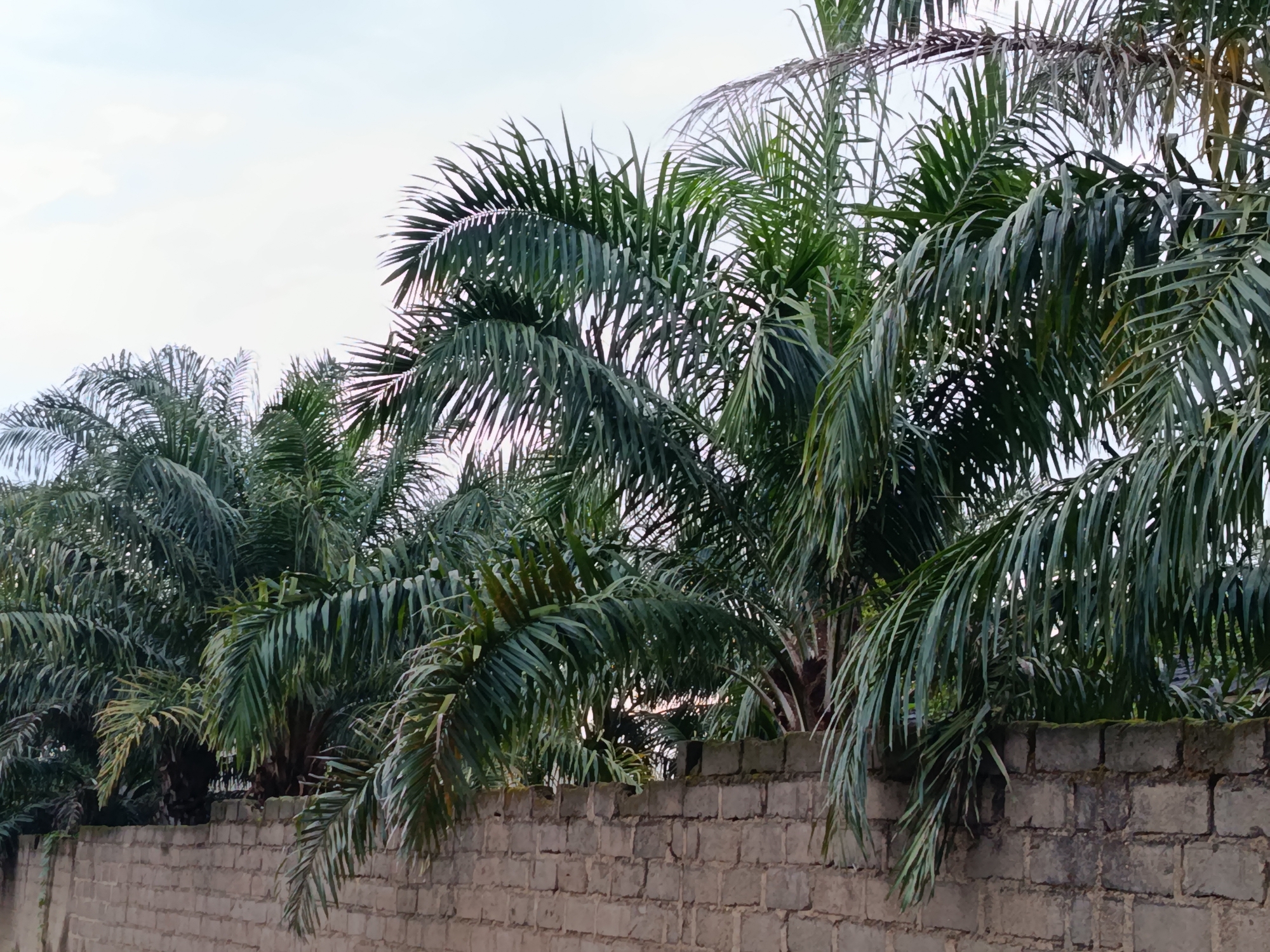 In Maigizo, Nigeria, a brick wall of moderate height is in the foreground, constructed from rectangular, grey-brown bricks laid in a staggered pattern. Above the wall, a dense cluster of palm trees dominates the scene. The palm fronds are a deep green, with some showing signs of age or damage, appearing somewhat dried and frayed. The sky above is a pale, washed-out grey, suggesting an overcast or hazy day. The overall impression is of a tropical or subtropical environment.