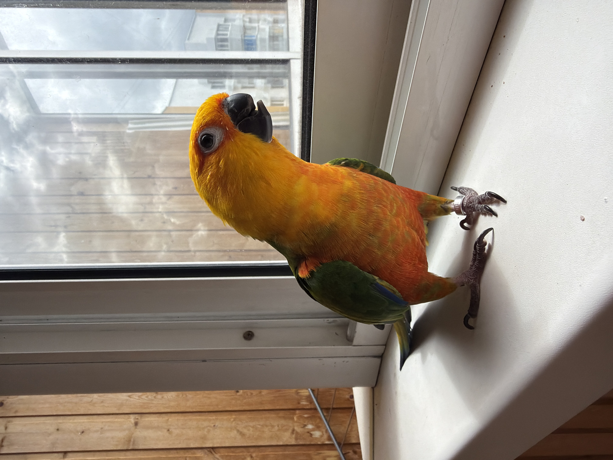 A vibrantly colored Sun Conure parrot clings to a white window frame, facing toward the viewer. The parrot has a bright yellow head, orange body, and green wings. The bird's left foot, with a metal identification band, is pressed against the side of the window frame. A double-paned window behind the parrot offers a view of overcast skies, with an indistinct building visible. Wooden paneling is seen below the window. The location is assumed to be Khimki, Russia, based on prior information.