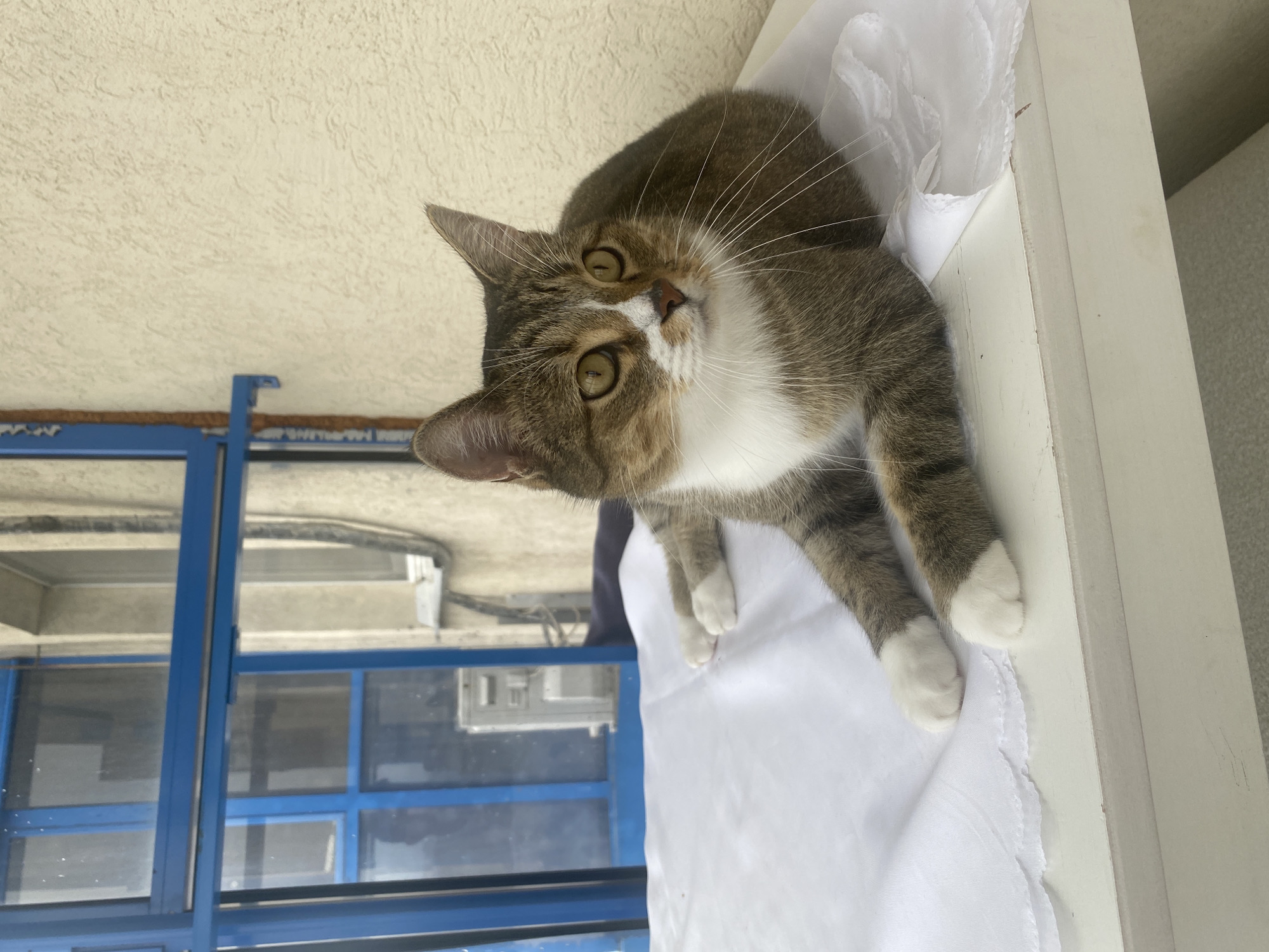 A tabby cat with white paws and chest lies on a white cloth. The cat has yellow eyes and is looking to the right of the frame. Behind the cat, there is a blue window frame and a beige wall. The scene appears to be outdoors, possibly on a balcony or patio. There is no indication of the city of Rozhdestveno, Russia, in the image.