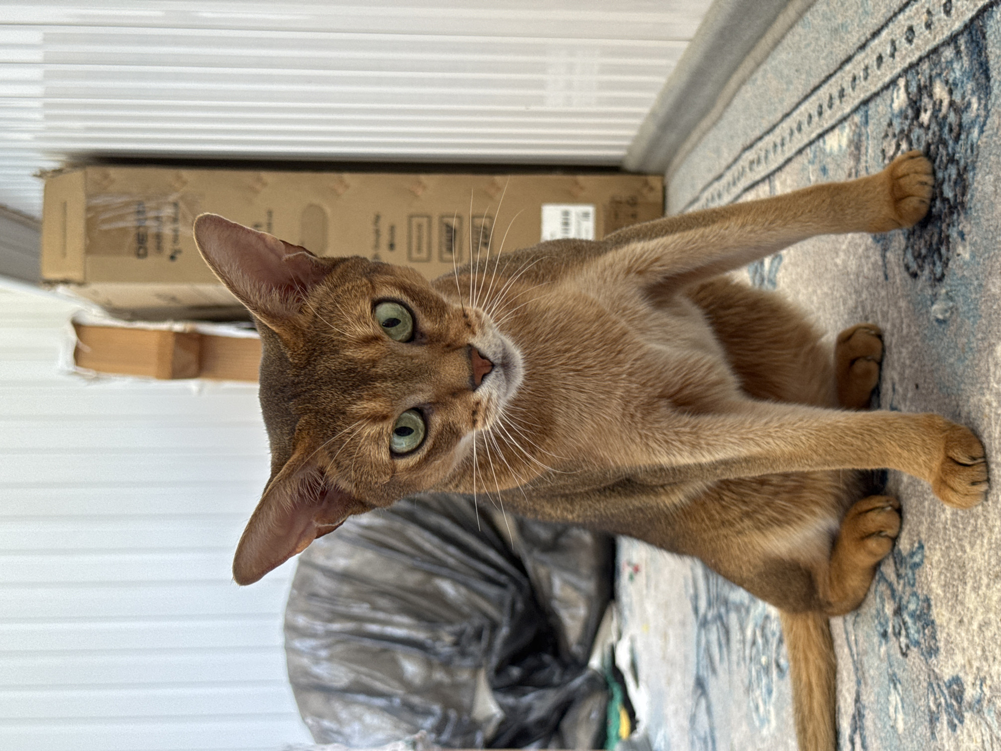 A medium shot shows an Abyssinian cat with green eyes sitting on a blue and white patterned rug. The cat is facing forward and looking directly at the camera. Its fur is reddish-brown with darker tabby markings. The cat is in a room with vertical white blinds in the background. To the left of the cat is a large, crumpled black plastic bag. To the right of the cat is a tall cardboard box. The lighting is bright and appears to be natural sunlight coming from the left. The scene is likely indoors in a residential setting, possibly in Noviy, Russia, although this cannot be confirmed by the image alone. There are no people or other animals present. The cat is the sole subject of the image.