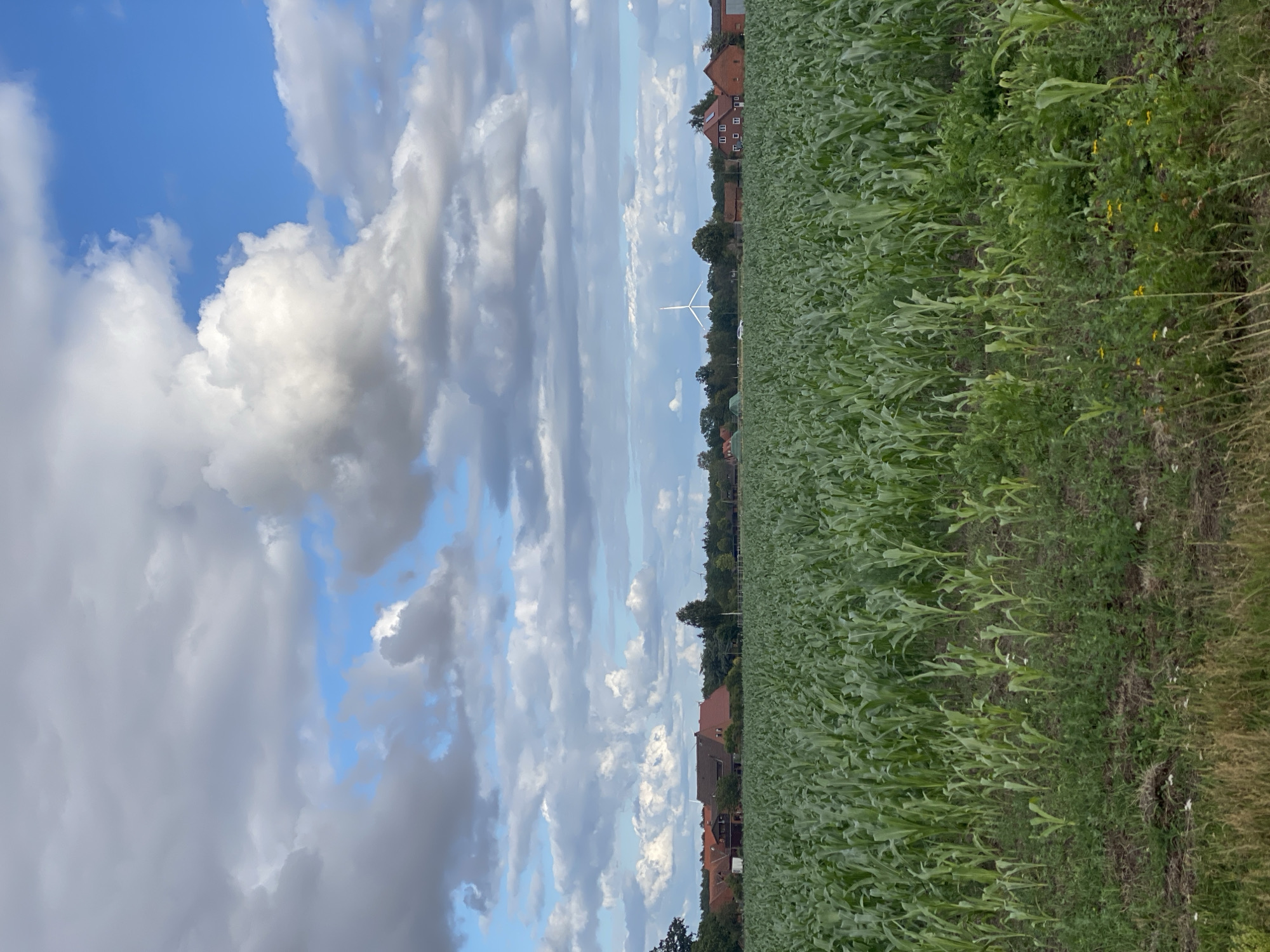 The image depicts a vast field of young corn stalks under a dramatic sky filled with both dark and bright clouds. In the distance, several farmhouses with red-tiled roofs are visible, set against a backdrop of trees. A lone wind turbine stands in the middle ground, and a white car is parked on a dirt path. The scene appears to be a rural landscape, likely in the vicinity of Schwarme, Germany, given the agricultural setting and architectural style of the buildings. The overall impression is one of natural beauty and agricultural activity.