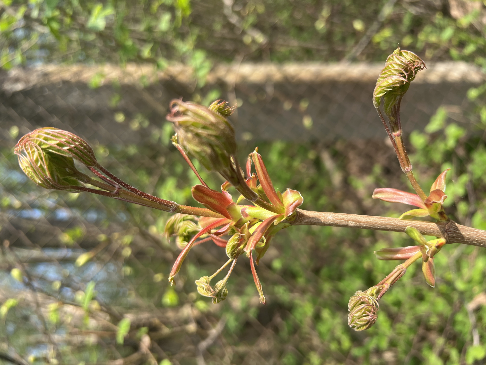 A close-up photograph shows a branch of a tree in the budding stage. The tree's branch is brown and has several green and reddish buds that are in various stages of opening. Some buds are tightly closed, while others are partially unfurled, revealing hints of the leaves within. The background is blurred, suggesting other foliage and a possibly sunny outdoor setting. The scene appears to be located in a garden or a natural area, as indicated by the surroundings. It is difficult to confirm that this image was taken in Ильинская Поляна Снт, Russia without any geolocation data.
