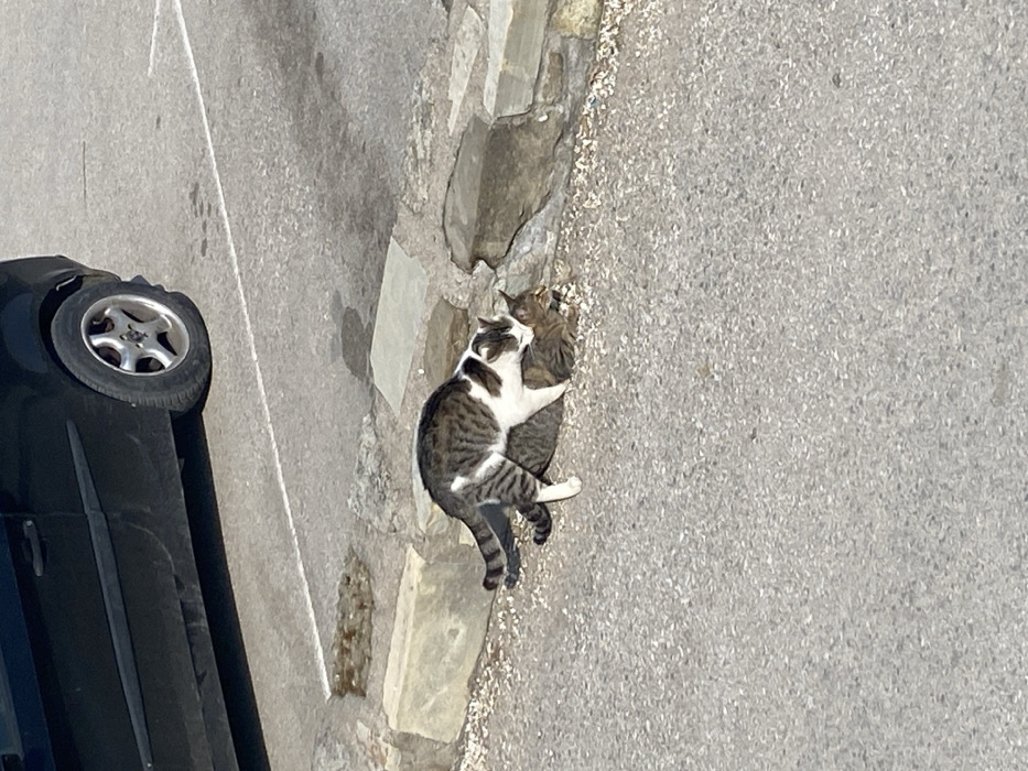The scene, located in the city of Vranje, Serbia, depicts two domestic cats engaged in coitus on an asphalt surface. A male cat, predominantly white with dark tabby stripes on its back, head, and tail, is positioned dorsally to a prostrate female tabby cat. The male's forelimbs are on the female's back, and its head is near the female's cervical region. The animals are situated immediately beside a low, rough-hewn stone curb. A dark-colored automobile, specifically its lower body panel and a five-spoke silver wheel, is partially visible in the upper left quadrant, parked on the asphalt. Faint white line markings are discernible on the asphalt behind the vehicle. The environment is an outdoor area, illuminated by direct sunlight.