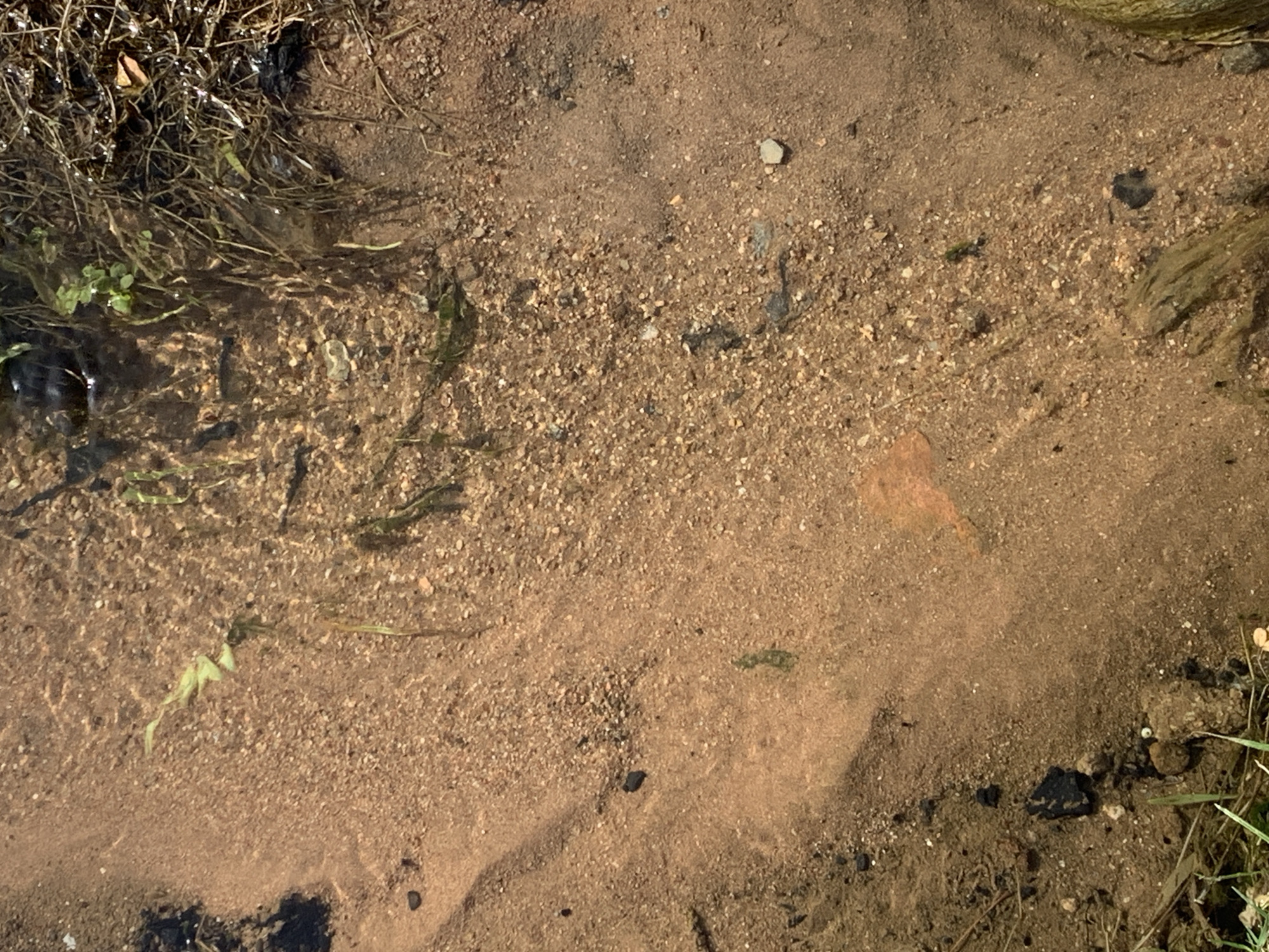 This is a close-up, high-angle shot of a shallow stream bed. The substrate is composed primarily of sand and small pebbles, with some larger rocks visible at the edges. Patches of aquatic vegetation, appearing as thin, green strands, are scattered throughout the frame, some floating on the surface of the clear water and others submerged.
The water is transparent enough to see the details of the streambed, and ripples create a distorted, shimmering effect on the sand. There are a few small dark objects that could be debris or small stones. In the upper left quadrant, there is a cluster of darker, more fibrous organic material, possibly decaying leaves or roots. The lighting suggests it is daytime, with sunlight casting reflections on the water. The overall impression is one of a natural, undisturbed aquatic environment. No people or animals are visible.