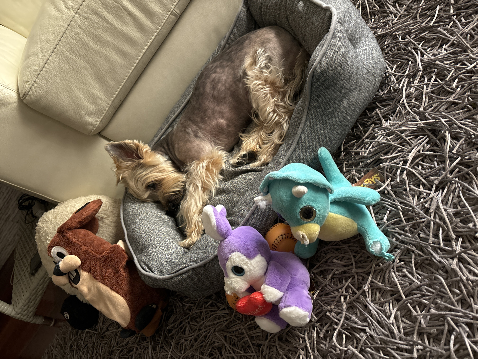 A small, light brown dog sleeps soundly in a grey dog bed placed on a shaggy grey carpet. The dog is a Yorkshire Terrier, with its head tucked in and its tail curled around its body. To the left of the dog bed, a brown plush toy shaped like a cartoon squirrel with big ears and a wide grin lies on a white cushion. In front of the dog bed, a purple plush bunny with big blue eyes and white ears is lying down, clutching a red heart with the word "Sweet" written on it in white. To the right of the bunny, a turquoise dinosaur plush toy with large, sparkly eyes and an orange ball is positioned. The dinosaur appears to be slightly worn, with some stuffing visible through a small hole in its leg. The scene is lit by artificial light, suggesting it's indoors, likely in a home environment. The presence of a beige leather sofa in the background indicates a living room or lounge area. The overall mood is peaceful and cozy, with the dog and its toys creating a sense of comfort and play.