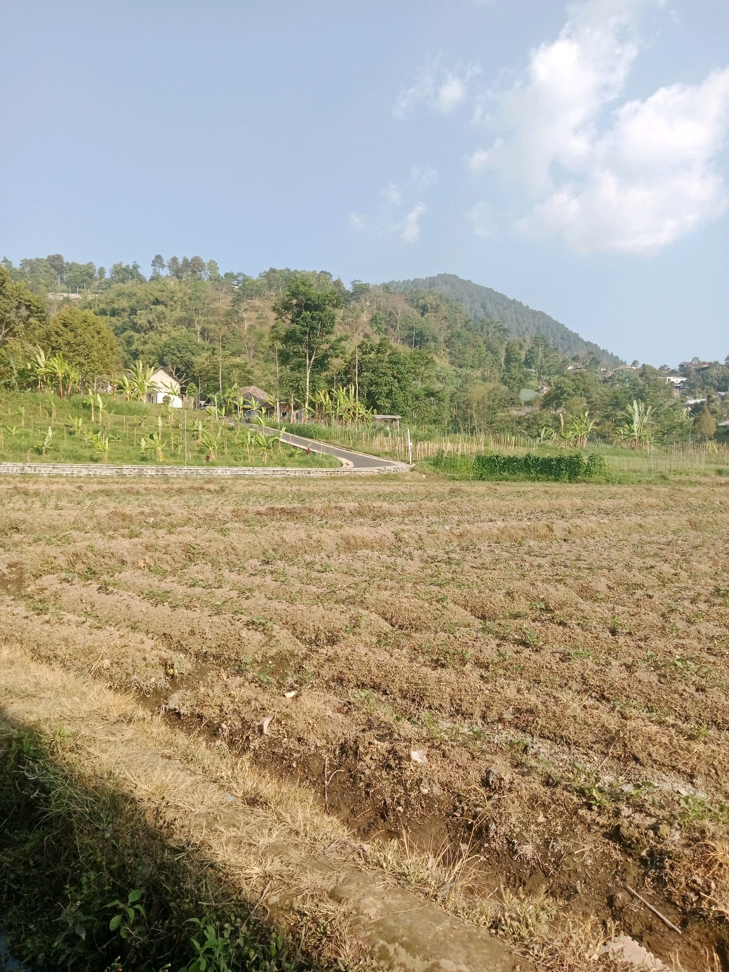This is a daylight, eye-level, medium shot of a rural landscape in Karang, Indonesia. The foreground features a dry, tilled field with sparse, brown vegetation and some green weeds. A small ditch runs through the field. In the middle ground, a paved road curves through a green, terraced area with young banana trees. Two small buildings with thatched roofs are visible, along with a white house on a slight incline. Beyond the terraced area, a dense forest covers a sloping hill. The background consists of a clear blue sky with scattered white clouds. The overall scene depicts a rural agricultural setting with a gentle hilly terrain.