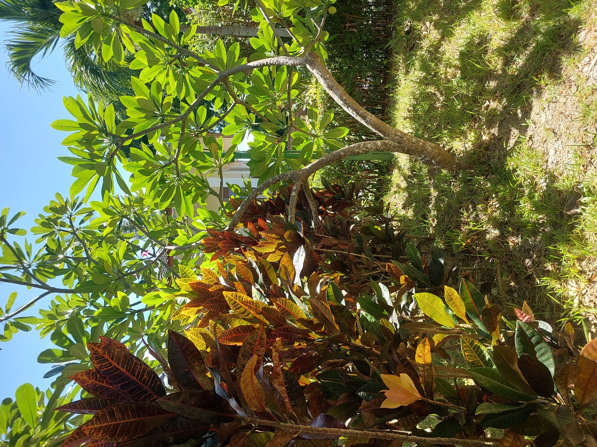 This image depicts a vibrant, sun-drenched garden scene. The primary subjects are lush green foliage and colorful plants, characteristic of a tropical environment. In the foreground, a dense cluster of croton plants showcases a variety of leaf colors, ranging from deep burgundy and red to bright yellow and green, with intricate veining. Behind the crotons, a tree with lighter green, ovate leaves is visible, its branches extending into the frame. A palm frond can be seen in the upper left corner, further suggesting a tropical setting.
The scene is illuminated by bright sunlight, creating strong highlights and dappled shadows on the ground, which is covered in grass and a dry, earthy soil. The time of day appears to be late morning or early afternoon, given the intensity and angle of the sunlight. The weather seems clear and warm, conducive to outdoor growth. There is a hint of a building structure in the background, partially obscured by the foliage, with white walls and windows.
No people are visible in the image. The overall mood is one of natural beauty and tranquility. The location context of Baan Mae Nam, Thailand, reinforces the tropical flora and bright sunlight. There is no visible text in the image.