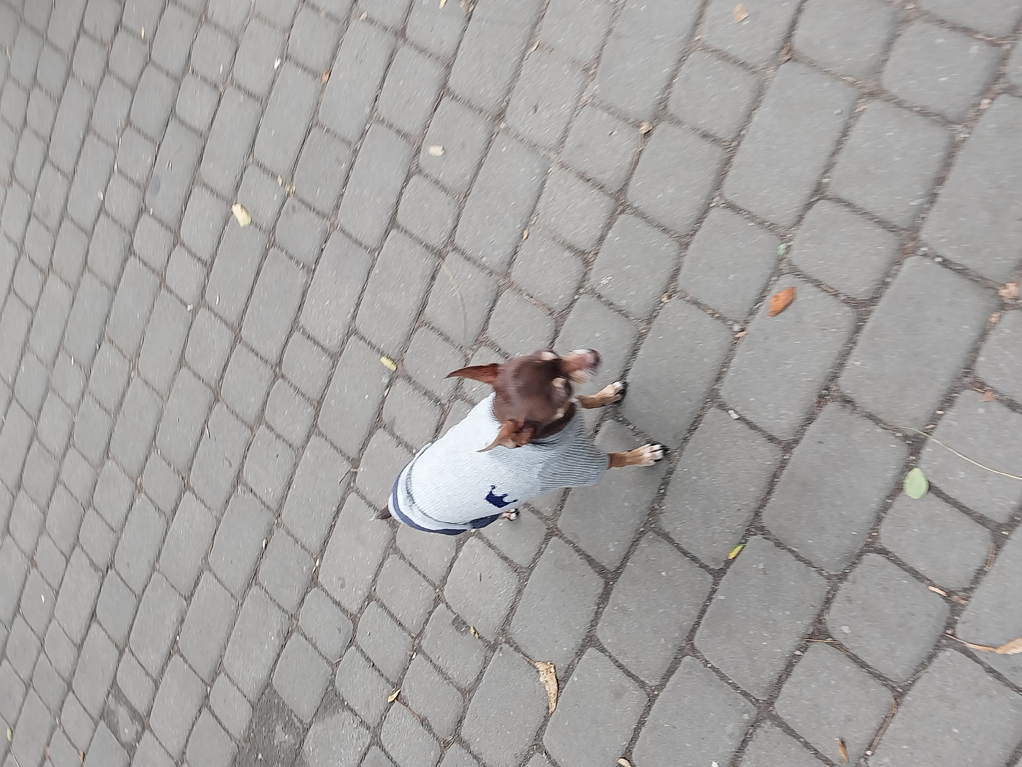 A chihuahua wearing a light gray sweater with dark blue stripes and a small navy blue emblem on the left side of its chest is walking on a paved sidewalk. The sidewalk is composed of gray interlocking bricks arranged in a diagonal pattern. The dog's fur is brown and white. Its ears are pointed upwards. There are a few fallen leaves scattered on the sidewalk. The image appears to have been taken outdoors during the daytime. The location is identified as the city of Dnipro, Ukraine.
