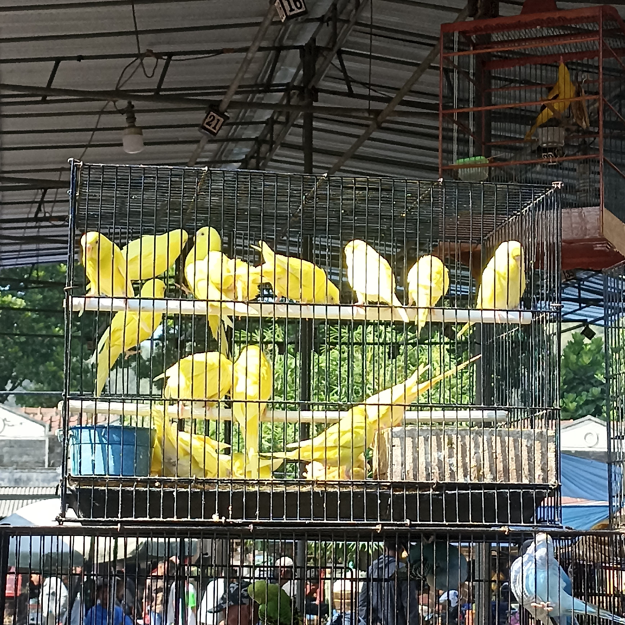 The image depicts an outdoor bird market in Magelang, Indonesia, likely a scene from a market day. In the foreground, two stacked wire cages house numerous yellow budgerigars, commonly known as lovebirds, perched on wooden dowels. The top cage also contains a blue feeder. To the right, a smaller, red-painted wire cage holds a single yellow bird, partially obscured. In the background, a metal roof structure is visible, supported by metal beams. Numbers "16" and "21" are hanging from the ceiling structure, possibly indicating stall numbers. The market appears to be crowded with people partially visible in the lower part of the image, suggesting a bustling atmosphere. Beyond the market stalls, buildings and trees are visible under a bright sky, indicating an outdoor setting during daylight hours.