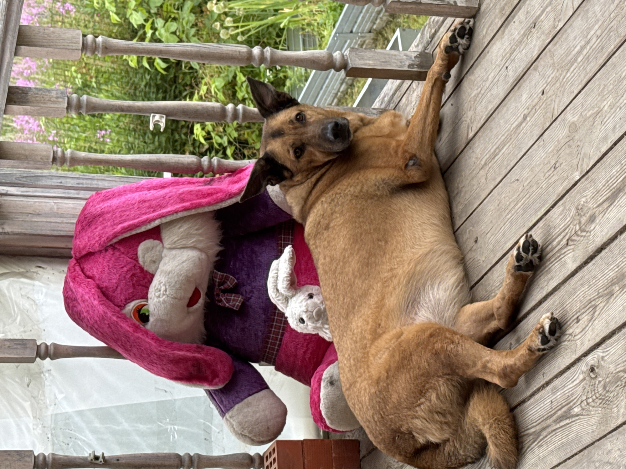 A medium-sized brown dog is lying on a wooden porch in front of a large plush pink bunny. The dog is facing the camera, looking to its right, with its paws splayed out. The bunny is seated behind the dog, leaning against a wooden railing. A small white stuffed rabbit is visible between the dog and the bunny. The porch is made of weathered wooden planks. In the background, there is greenery with some pink flowers and a white structure. The scene appears to be outdoors.