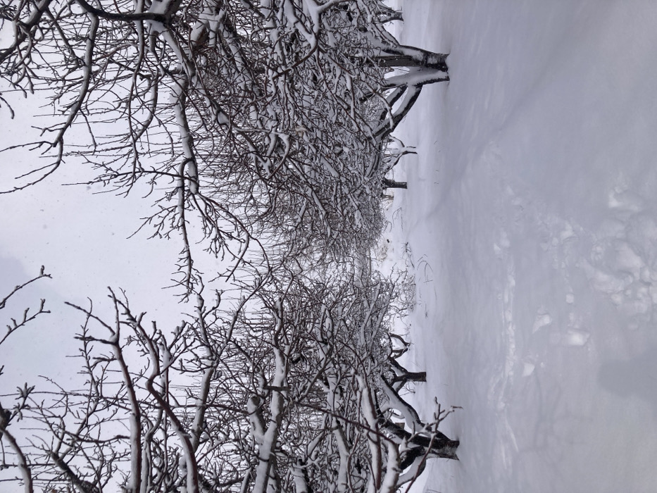 The scene depicts a snow-covered orchard in Kanozai, Pakistan. Rows of deciduous trees, bare of leaves, feature dark branches heavily laden with white snow. The ground is uniformly blanketed in deep, white snow, with a narrow path or faint footprints visible in the foreground, extending into the distance between the tree rows. The sky is overcast and light grey, with small, diffuse white specks indicating ongoing light snowfall. No human or animal subjects are visible.