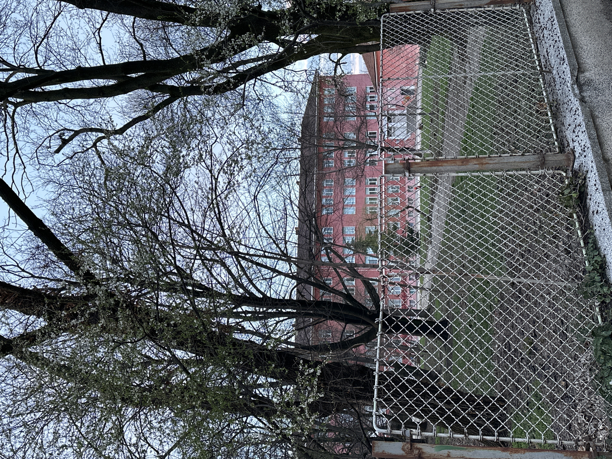 The image shows a view of a brick building in Sofia, Bulgaria, seen through a chain-link fence. The building has multiple stories and numerous windows. In the foreground, branches of trees with budding leaves obscure parts of the building and the sky. The fence is made of galvanized metal and has some rust. A narrow strip of green grass and a pathway can be seen beyond the fence. The overall lighting suggests an overcast day.