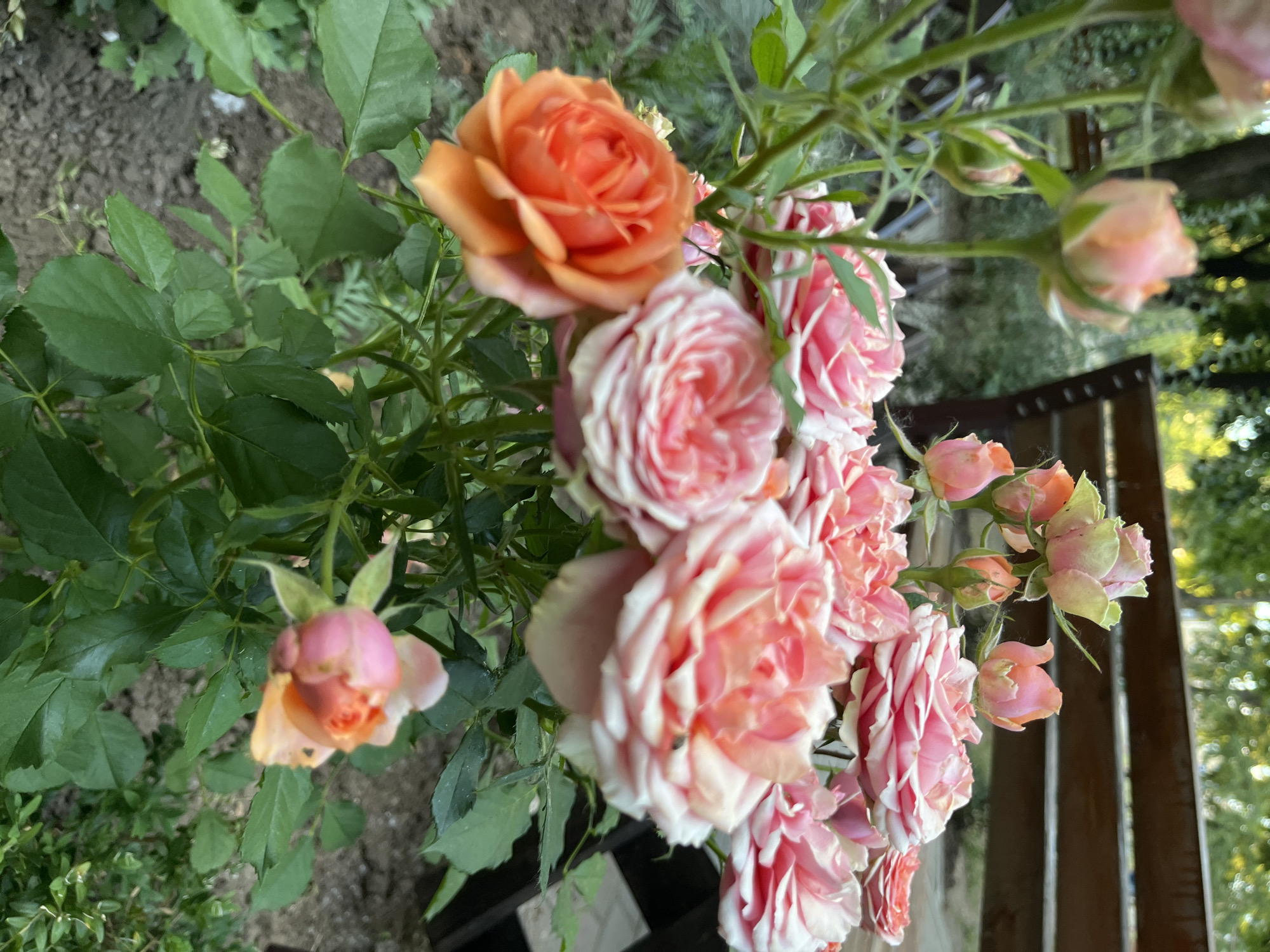The image depicts a cluster of roses in bloom, with a mix of pink and orange hues. Some roses are fully open, showcasing their delicate petals, while others are still in bud form. The roses are set against a backdrop of green foliage and a blurry wooden structure, possibly a bench, in what appears to be a garden setting. The lighting suggests it is daytime, with soft sunlight filtering through. There are no people visible in the image. The overall scene evokes a natural, peaceful ambiance. The specific location in Dnipro, Ukraine, is not identifiable from the image itself.