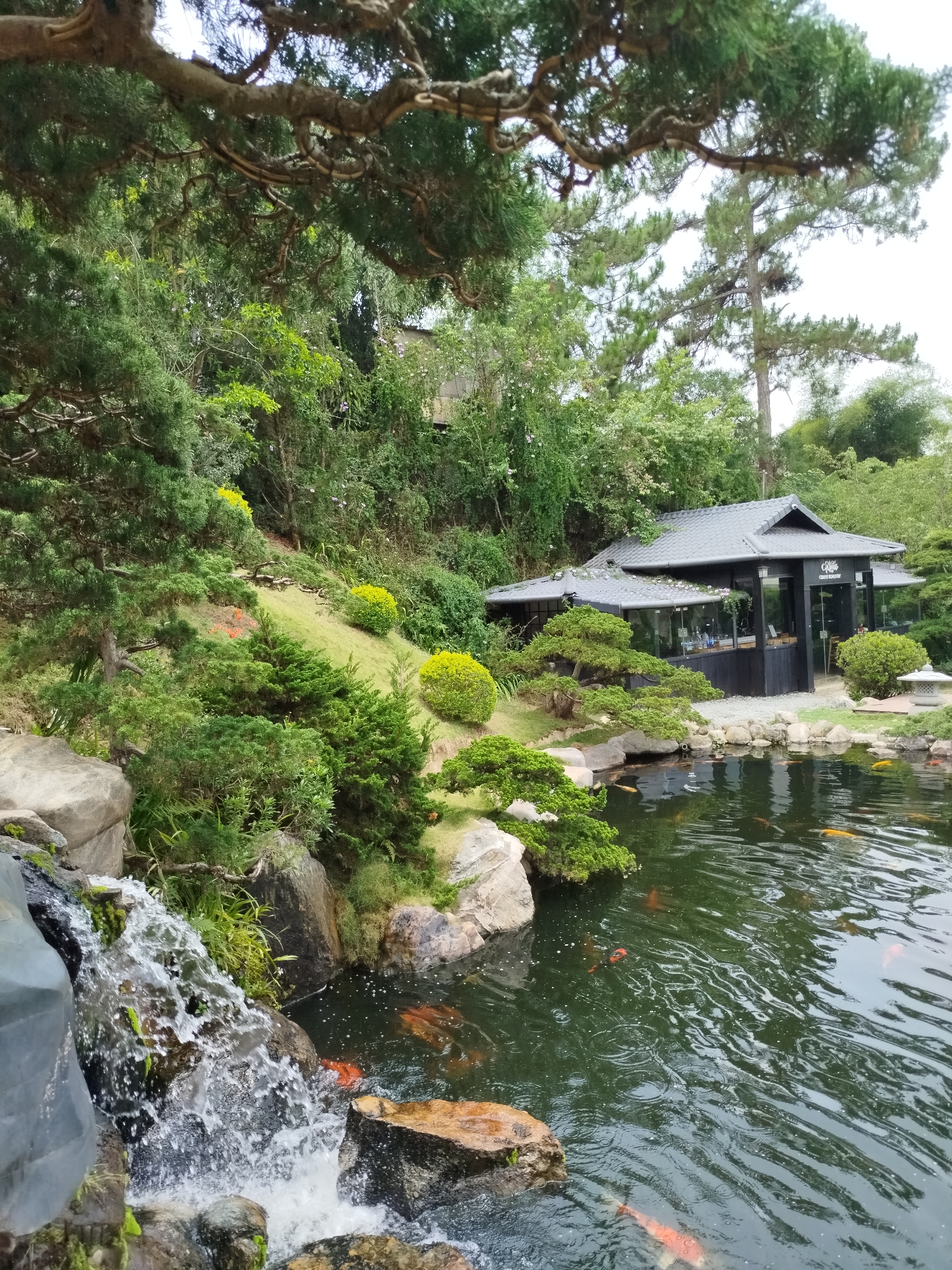 The image depicts a tranquil scene in Cam Ly - Đà Lạt, Vietnam. A small, modern Japanese-style building with dark wood siding and a grey tiled roof sits on the edge of a pond. Lush greenery surrounds the building, including trees, shrubs, and a grassy hillside dotted with yellow flowering bushes. In the foreground, a small waterfall cascades over rocks into the pond, which contains numerous orange and white koi fish. The overall atmosphere is peaceful and serene.