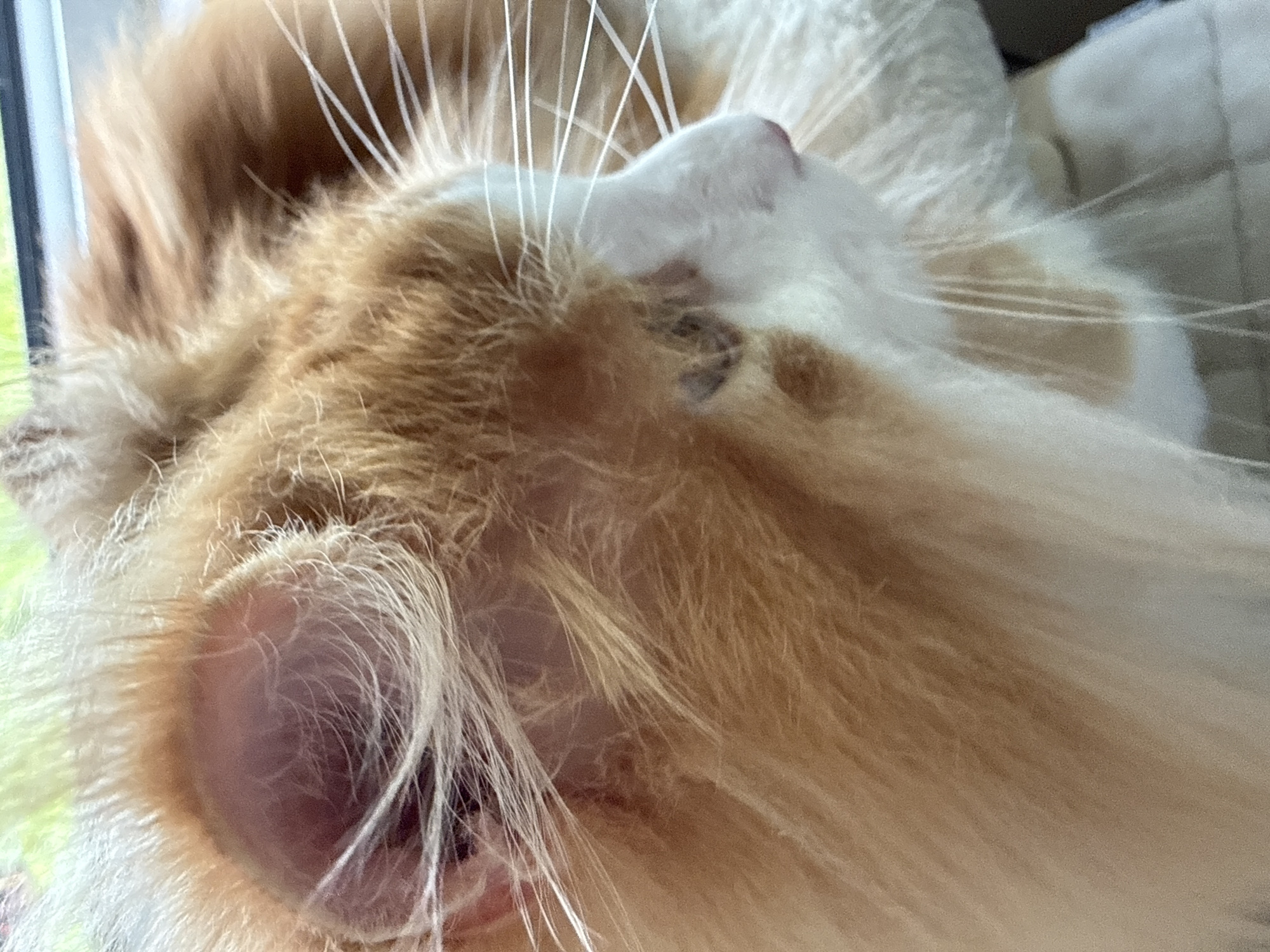 The image is a close-up, profile view of an orange and white cat. The cat's fur is fluffy and detailed, with some areas appearing translucent due to backlighting. The cat's left ear is visible in the upper left portion of the frame, with light showing through its thin skin. The cat's face is partially obscured by its fur, but its white muzzle, pink nose, and long white whiskers are discernible. The cat is looking to the right, away from the camera. The background is out of focus, with a bright, blurred green and white area suggesting an outdoor environment, possibly with foliage. There is also a dark horizontal line near the top of the image, which could be a window frame or edge. There is no indication of the city of Kassel, Germany, or any other specific location.