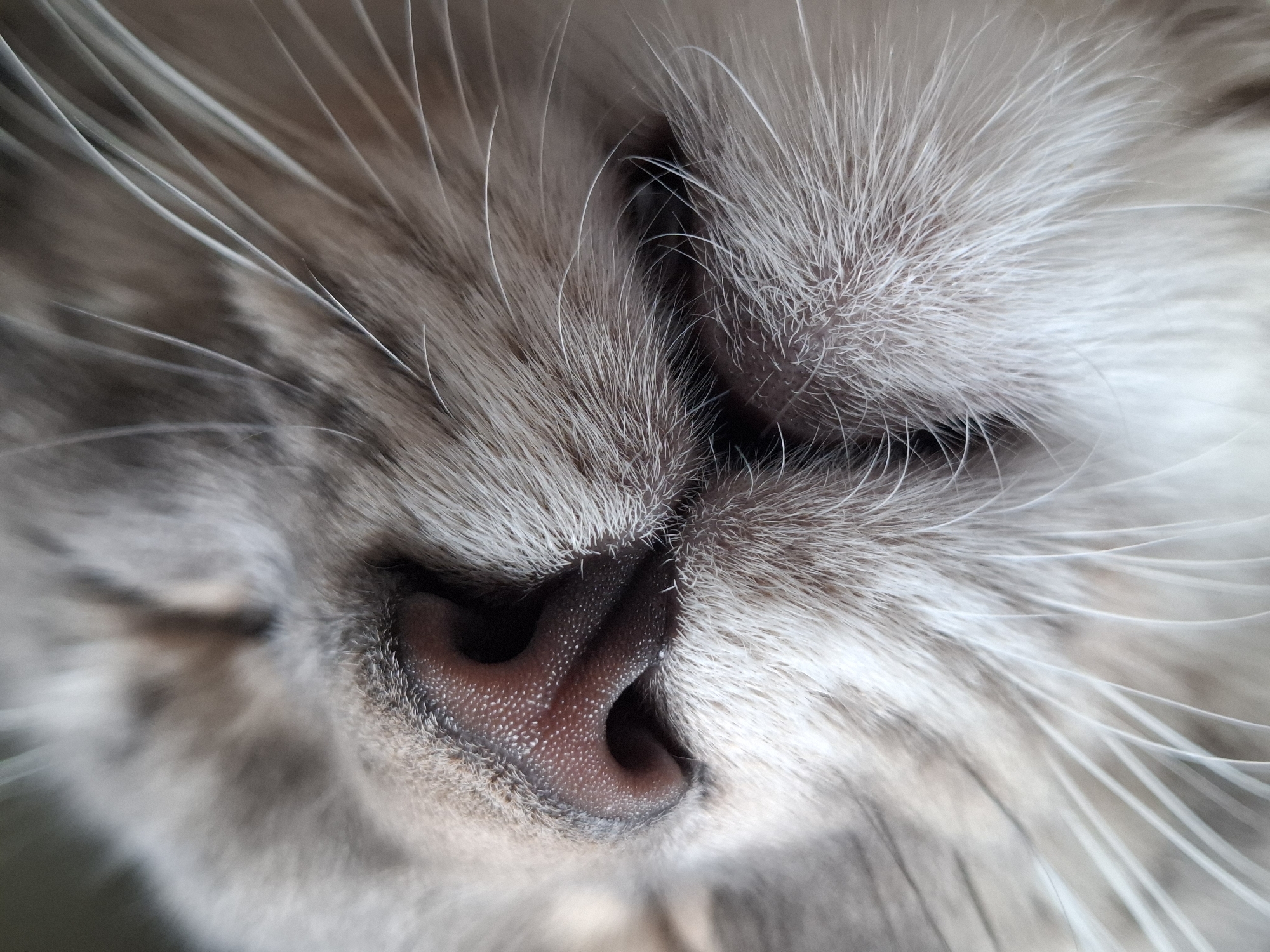 A close-up photograph shows the face of a cat. The cat has grey and white fur, long white whiskers, and a pink nose. The cat's eyes are closed. The location of the image is unknown and cannot be determined by the image. There are no people or actions visible in the image. The environment is out of focus.