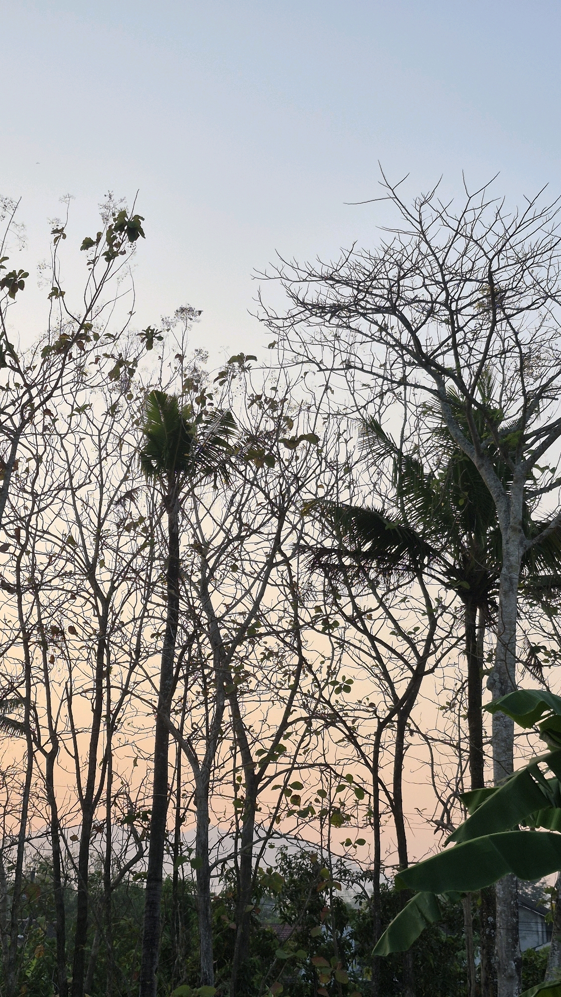 The image shows a cluster of trees against a pale, gradient sky, transitioning from light blue at the top to a soft orange-pink near the horizon. Many of the trees are bare, with intricate, dark branches forming a complex silhouette. Some trees have sparse, small leaves scattered across their limbs. There are also palm fronds and larger green leaves visible, particularly in the foreground and towards the right side of the image. The scene appears to be set in a natural or semi-rural environment, possibly a garden or park. The lighting suggests it is either dawn or dusk. The location is identified as Gambiranom, Indonesia.